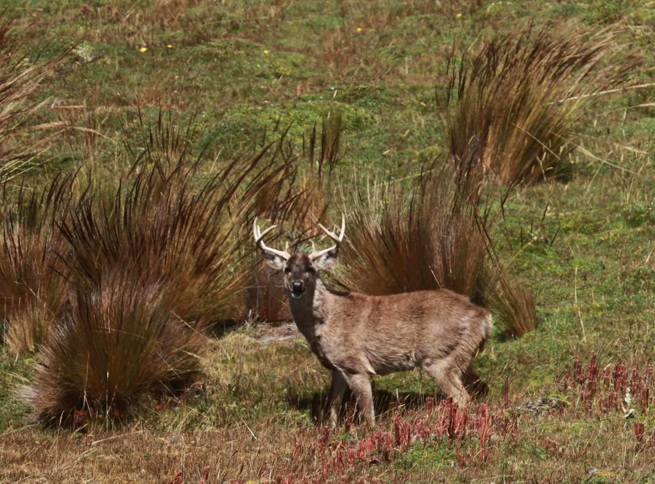 Odocoileus virginianus ustus - Andean White-tailed Deer - Antisana National Park, Ecuador (9).JPG