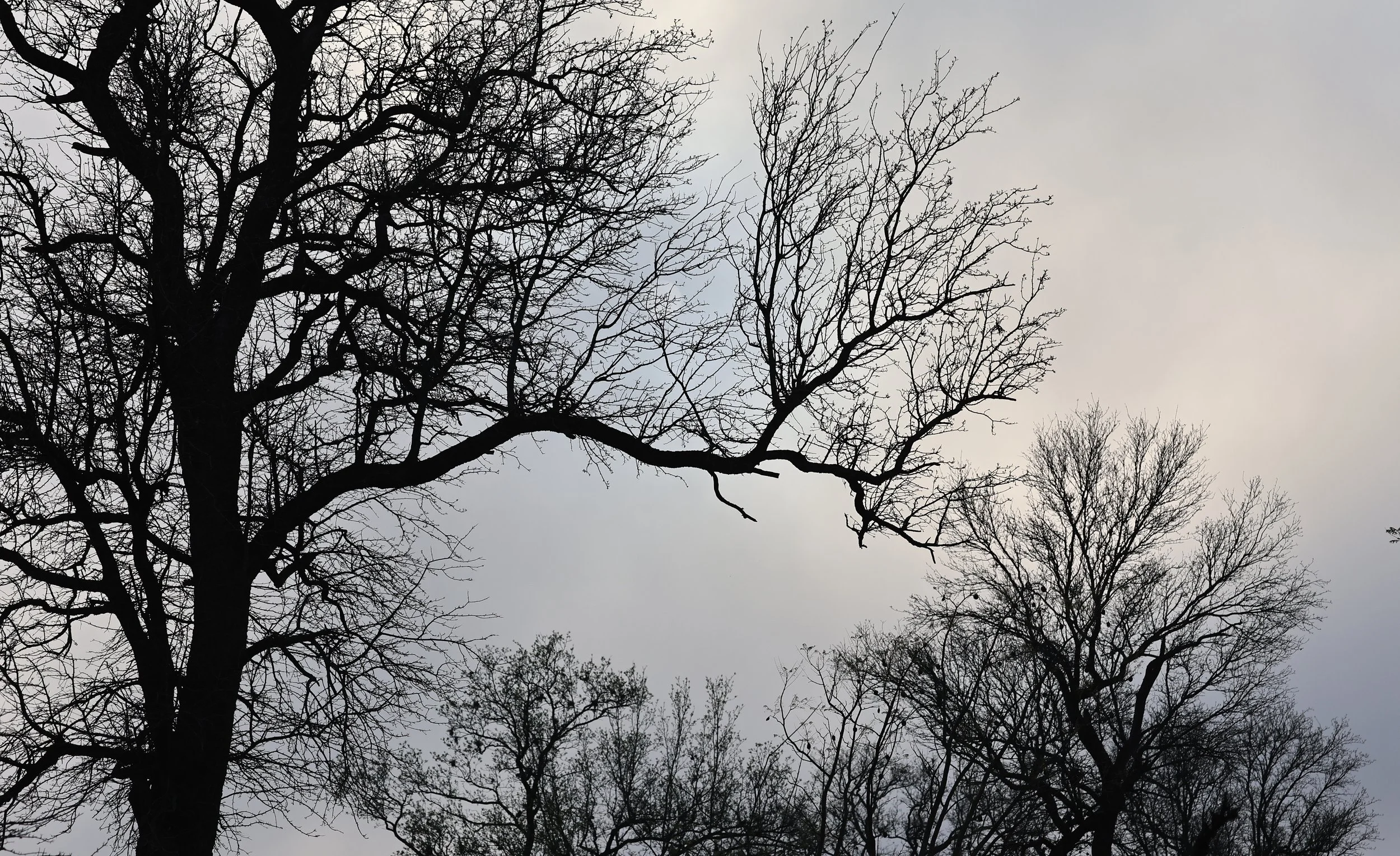 Selva Serena Natural Reserve (12).jpg