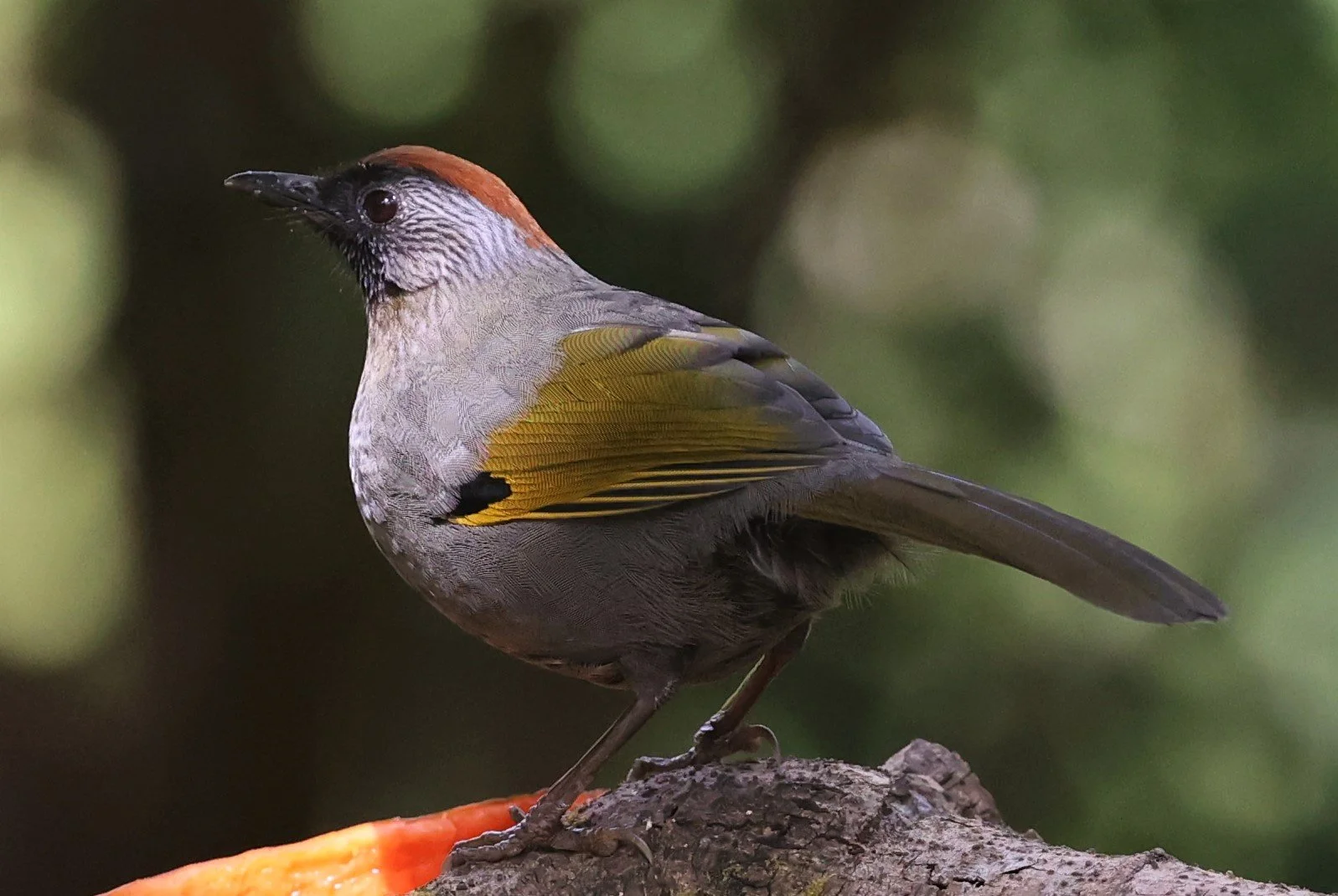 LAUGHINGTHRUSH - SILVER-EARED LAUGHINGTHRUSH - Trochalopteron melanostigma -DOI LANG EAST DOI PHA HOM POK NP, DECEMBER 2021 (23).JPG