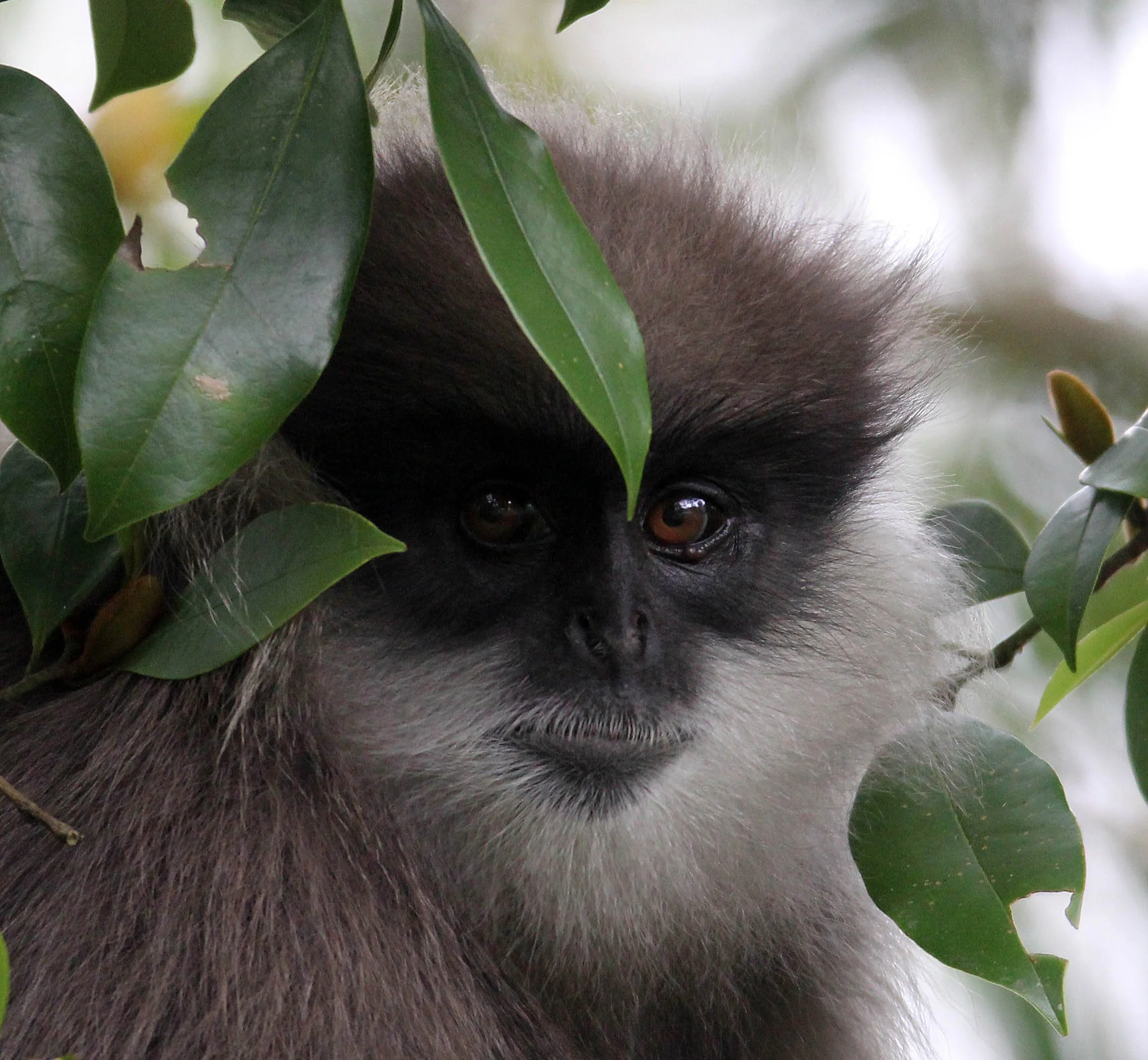 CERCOPITHECIDAE - Semnopithecus vetulus  - BEAR OR MONTANE PURPLE-FACED LEAF MONKEY - NUWARA ELIYA, HORTON PLAINS SRI LANKA (28).JPG
