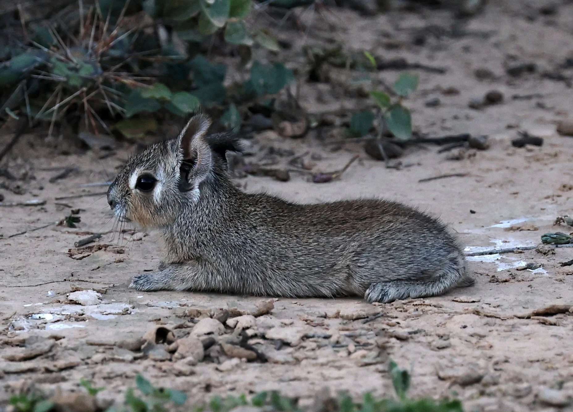 Chacoan Mara (Dolichotis salinicola) Fortin Toledo Paraguay (4).jpg