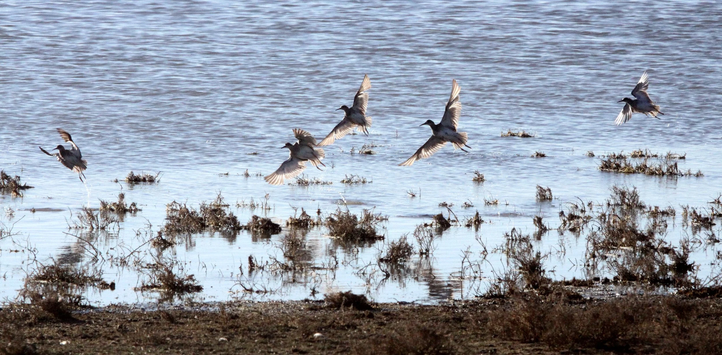BIRD - SANDPIPER - WOOD SANDPIPER - TRINGA GLAREOLA - MARRICK CAMP KIMBERLY SOUTH AFRICA.JPG