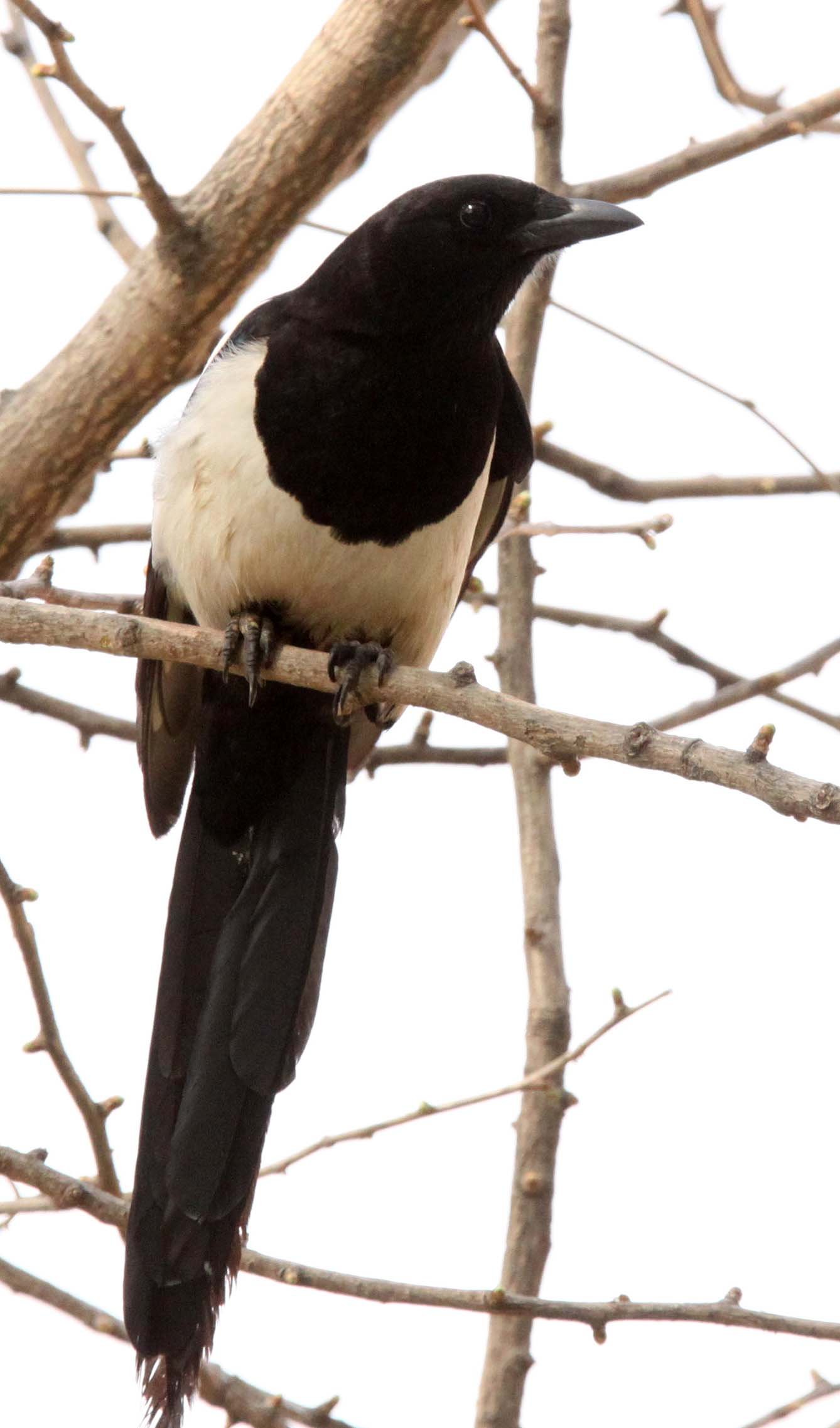 Eurasian Magpie or Common Magpie (Pica pica) Ladakh India