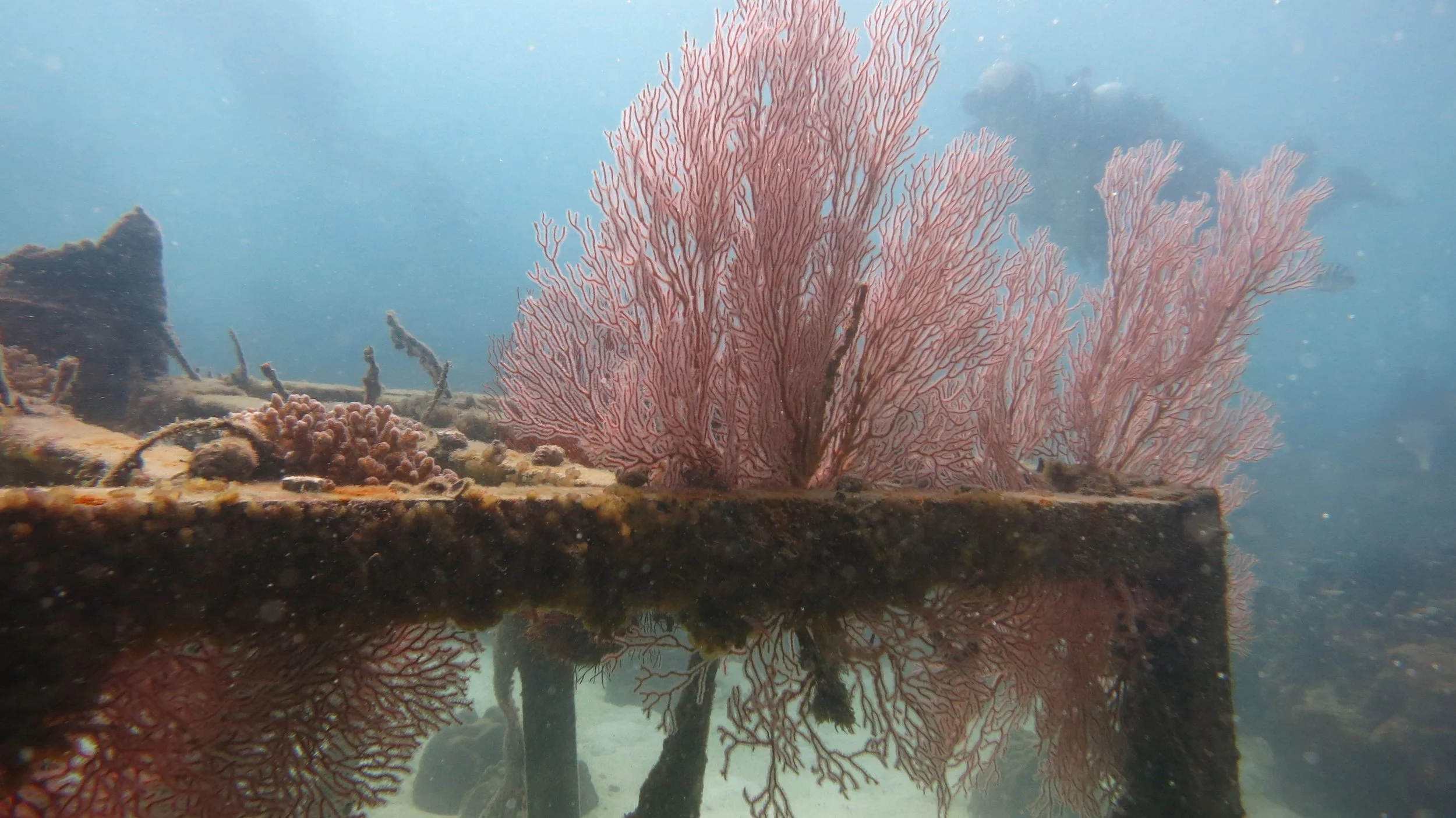 2016 BPS Satthahip Dive Trip with Marine Conservation Club (46).JPG