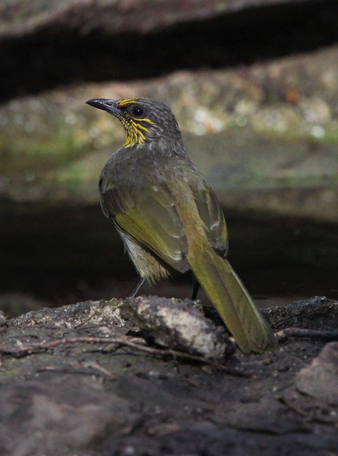 BULBUL - STRIPE-THROATED BULBUL - Pycnonotus finlaysoni - LUNG SIN HIDE KAENG KRACHAN A (11).jpg