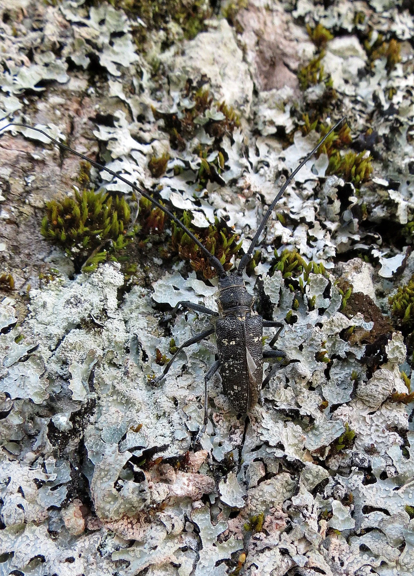 Monochamus galloprovincialis - Vercor NP, France