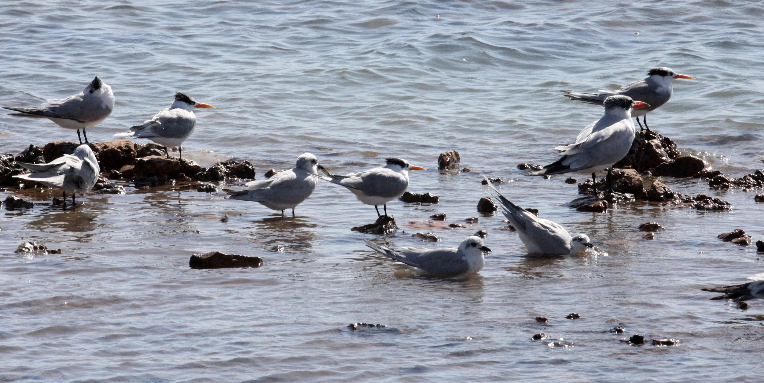BIRD - TERN - LESSER CRESTED TERNS WITH GULL-BILLED AND CASPIAN TERNS - SOMCHAT GUJARAT INDIA (5).JPG