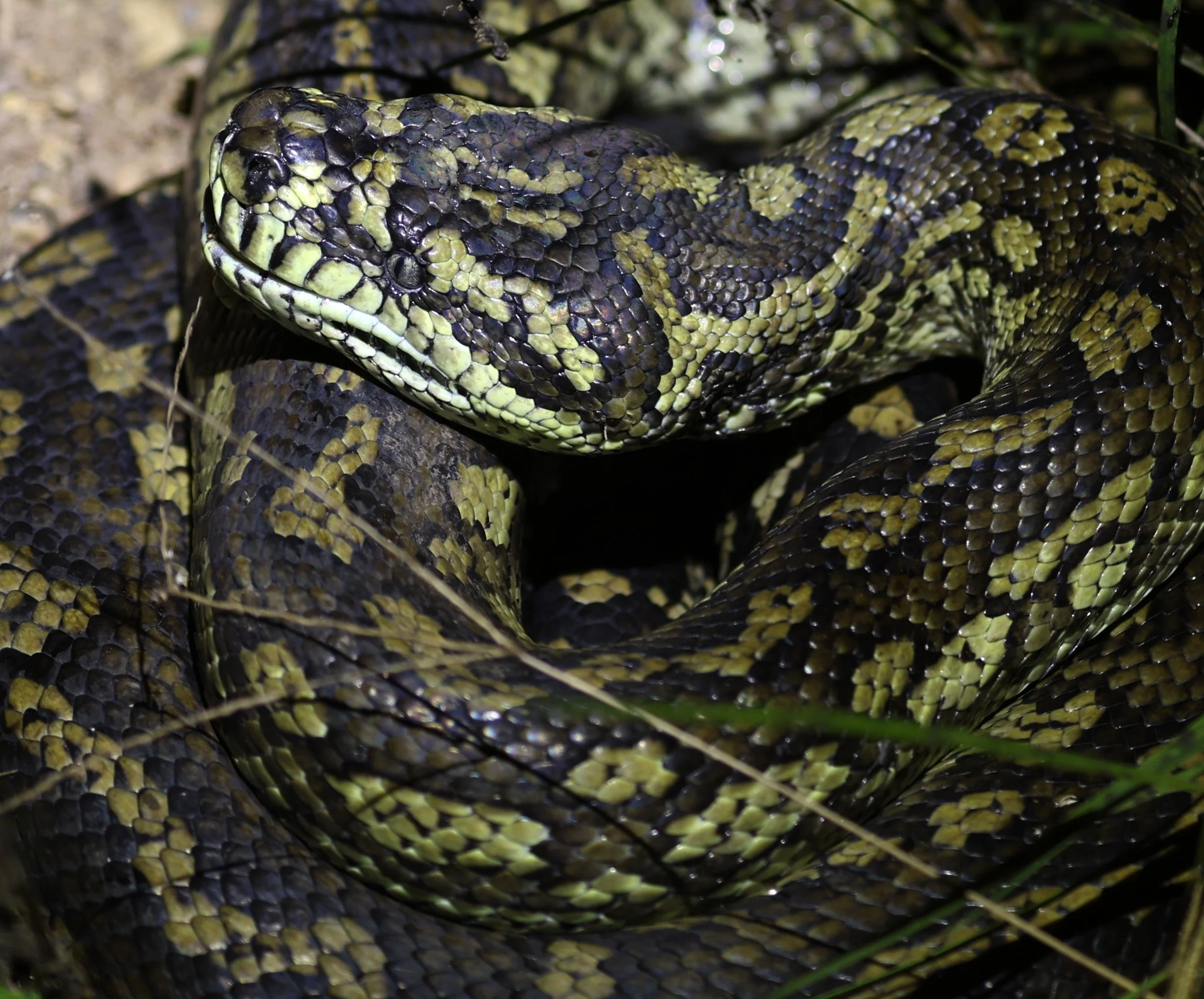 Carpet Python (Morelia spilota) Mount Hypipamee Crater NP & Vicinity - Queensland (11).jpg