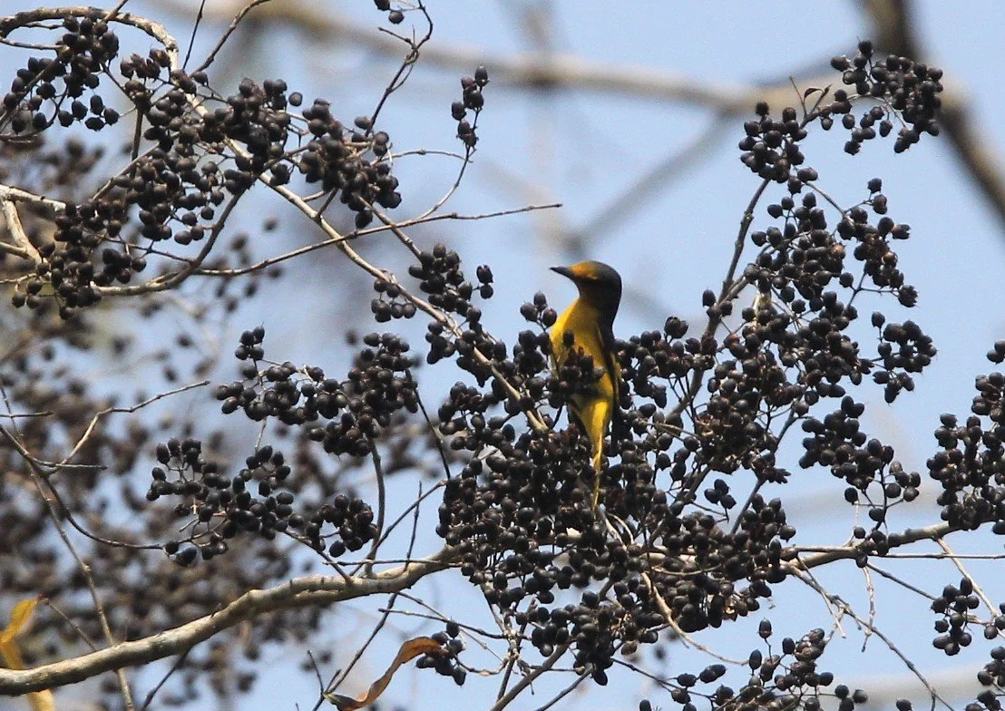Scarlet Minivet (Pericrocotus speciosus) Kaeng Krachan NP Thailand (26).jpg
