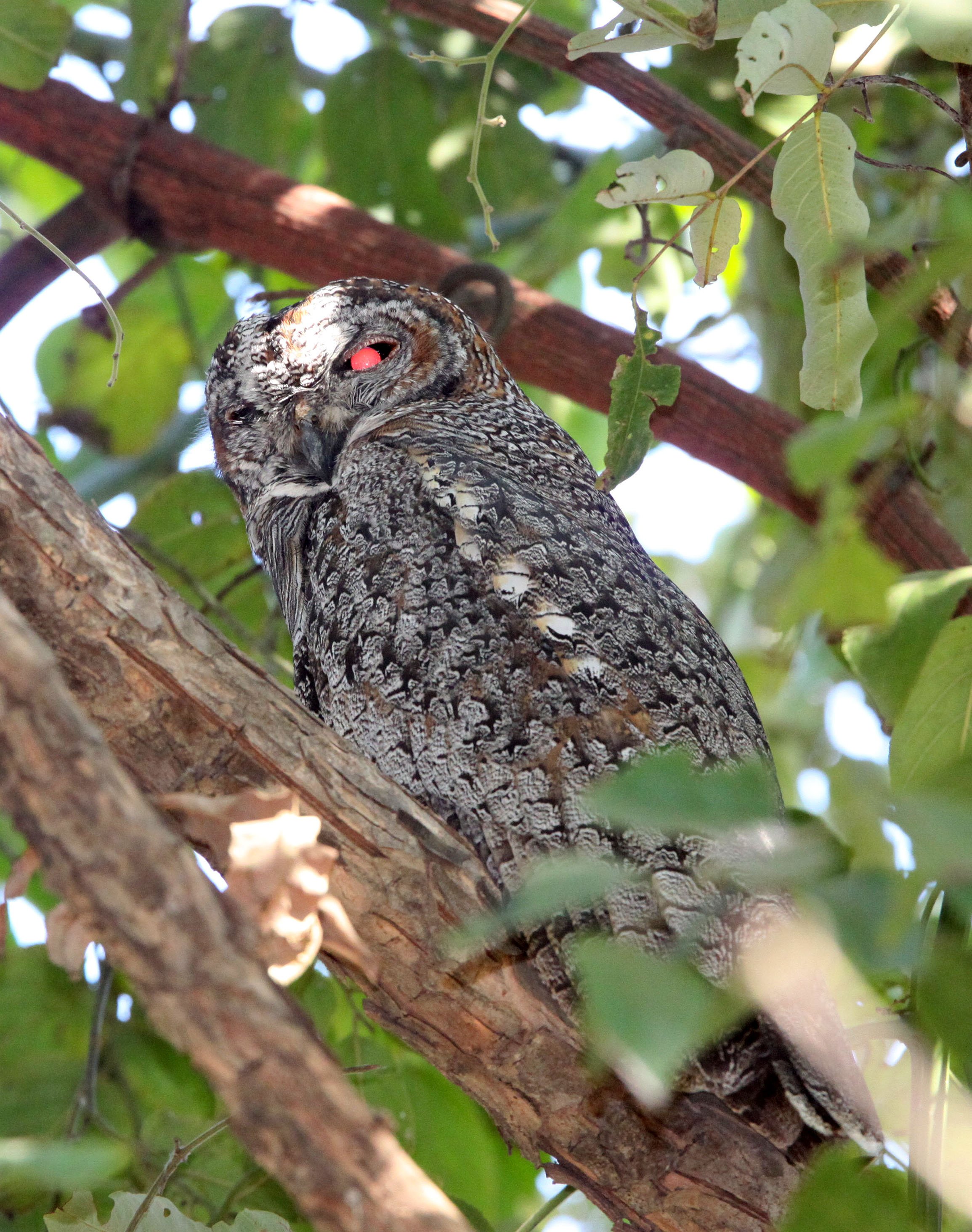 Strix ocellata - MOTTLED WOOD OWL - BANDHAVGAR NATIONAL PARK INDIA (11).JPG