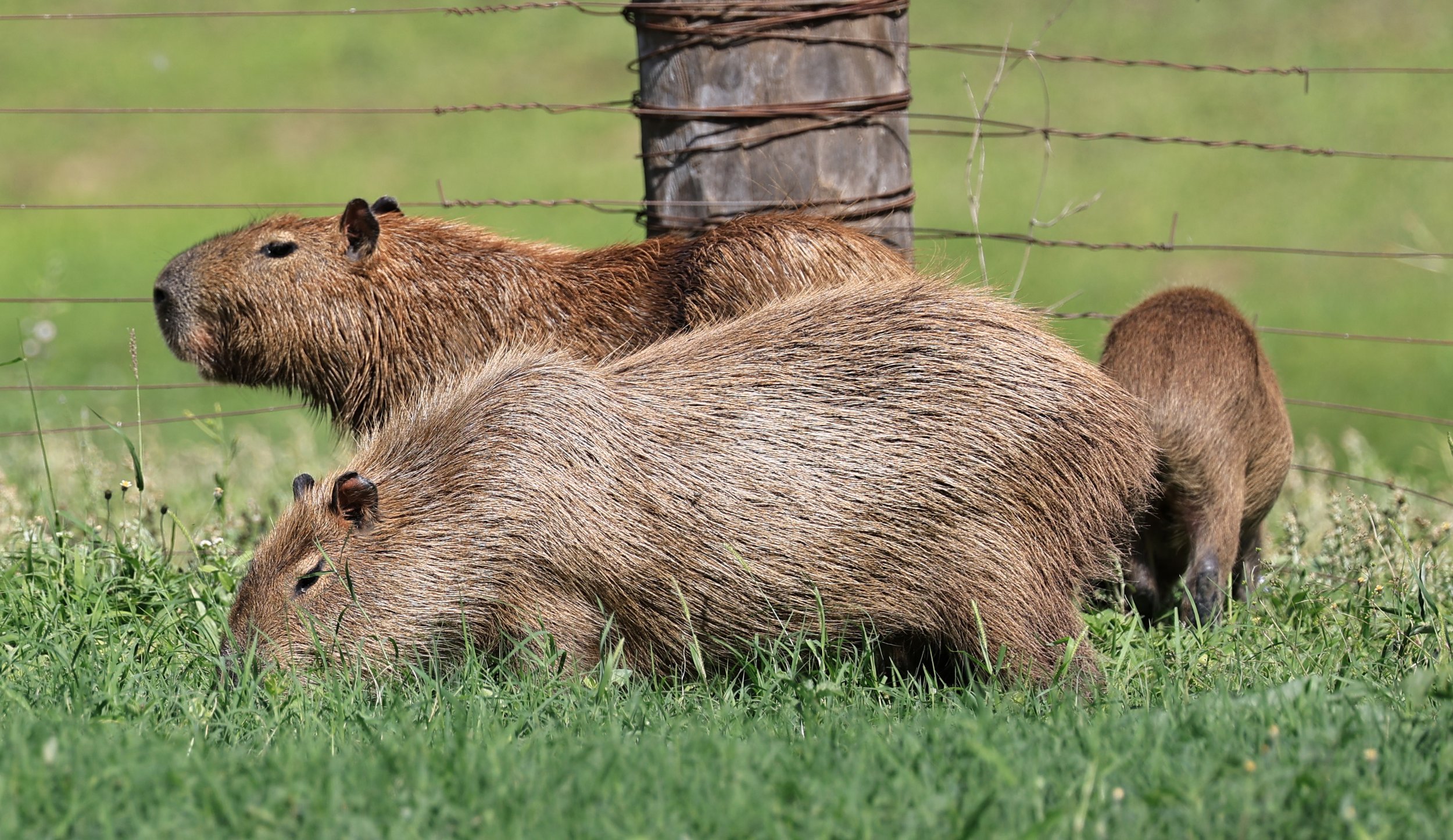 Capybara (Hydrochoerus hydrochaeris) Loma Plata Paraguay - Brunnen Strasse (30).jpg
