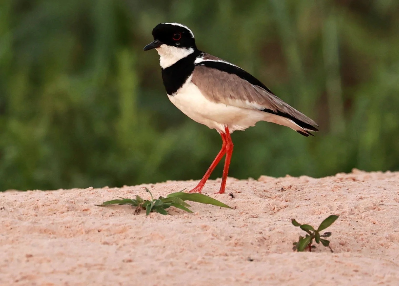 Lapwing - Pied Lapwing or Plover - Vanellus cayanus - Pantanal, Encontro das Águas State Park, Porto Jofre, Cuiaba River, Brazil (6).jpg