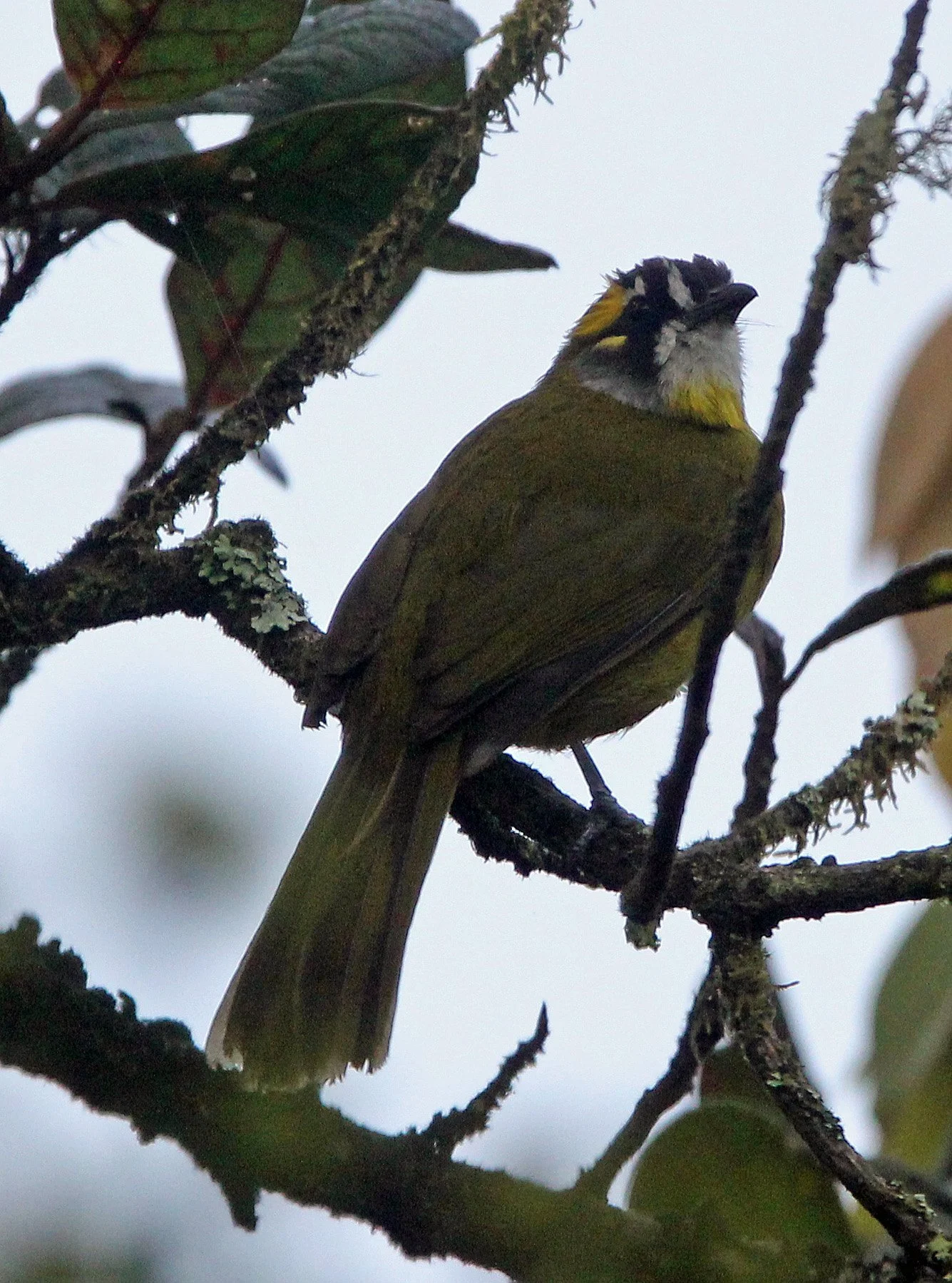 BULBUL - YELLOW-EARED BULBUL - Pycnonotus penicillatus - HORTON PLAINS NATIONAL PARK SRI LANKA (13).JPG