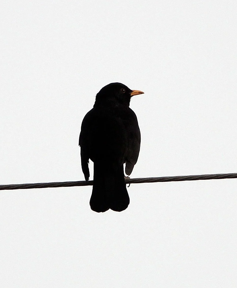 Eurasian Blackbird (Turdus merula) Turpan Xinjiang China (2).JPG