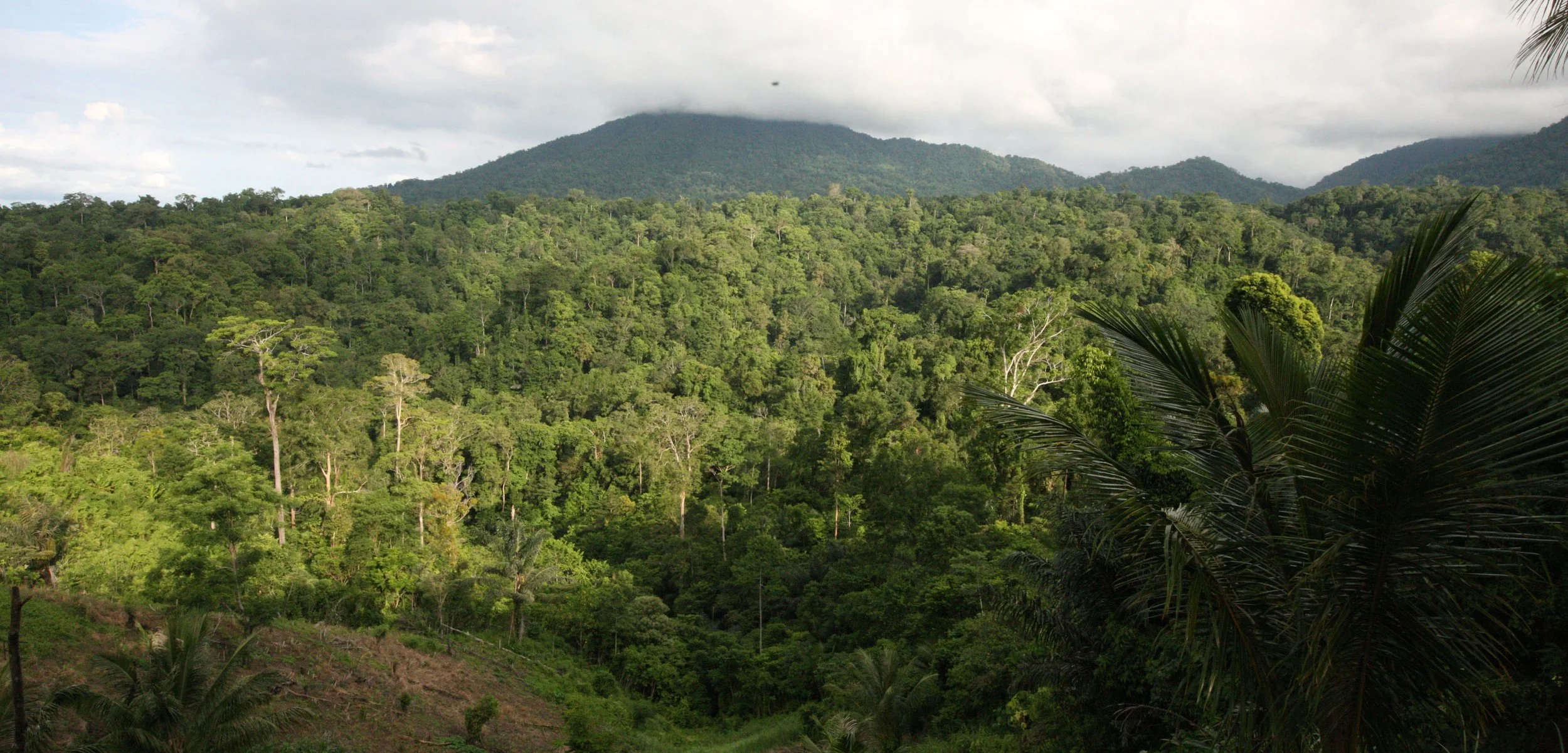 View of Tangkoko at the hornbill lookout