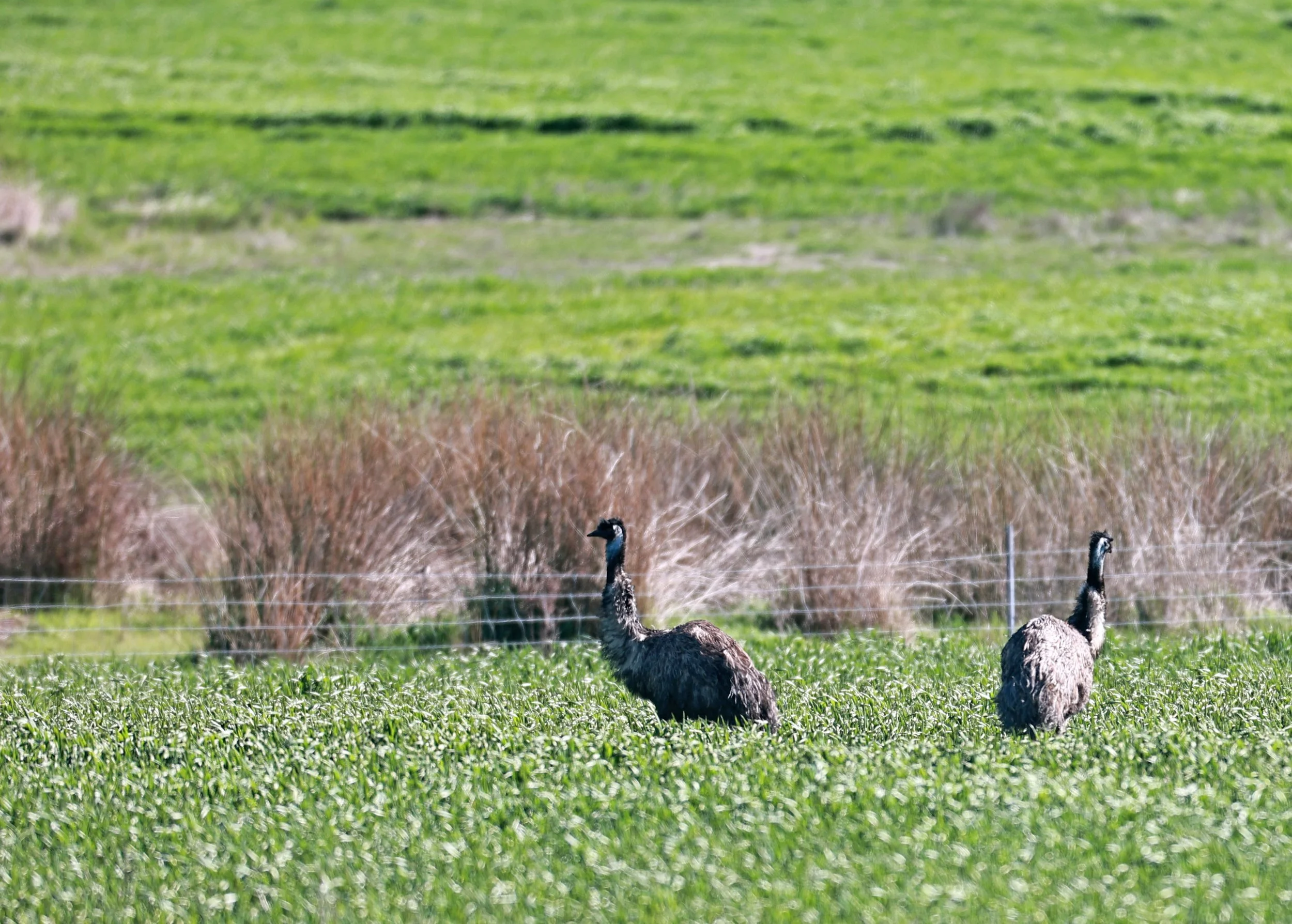Emu (Dromaius novaehollandiae) Stirling Range NP - Western Australia (41).jpg