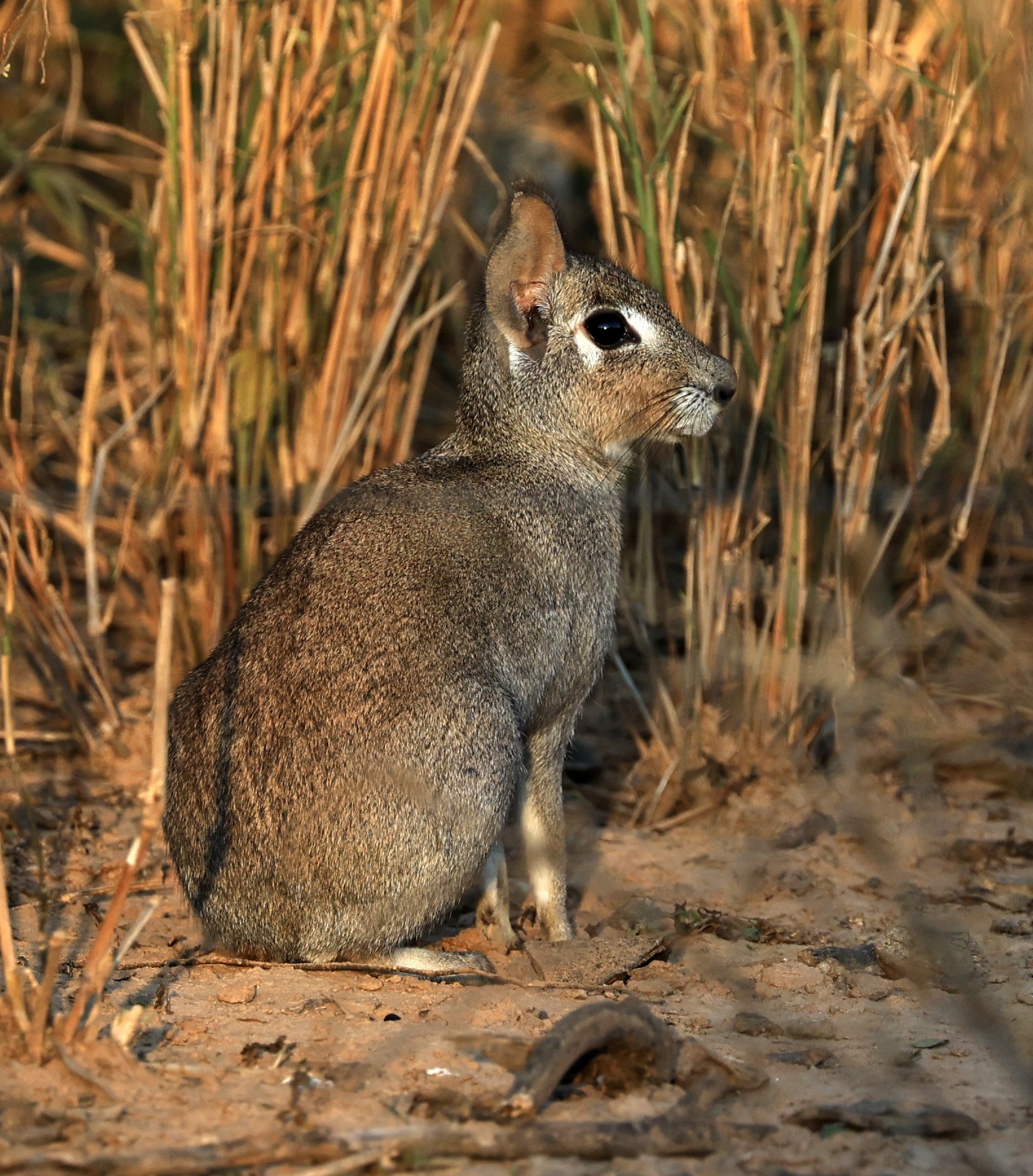 Chacoan Mara (Dolichotis salinicola) Aurora Chaquena Reserve, Neuland Mennonite Colony Paraguay (25).jpg