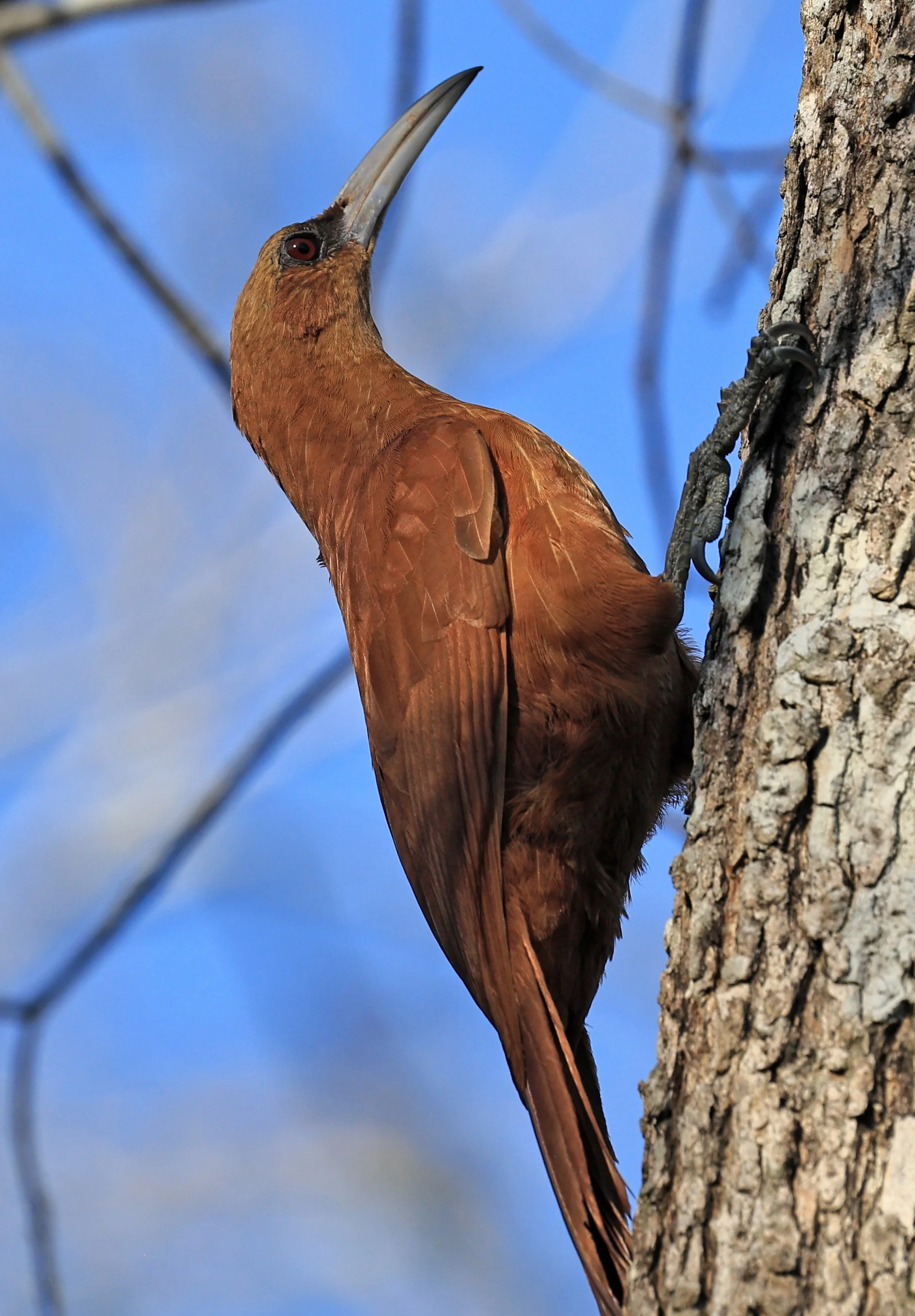 Great Rufous Woodcreeper (Xiphocolaptes major) Agua Dulce Paraguay (7).jpg