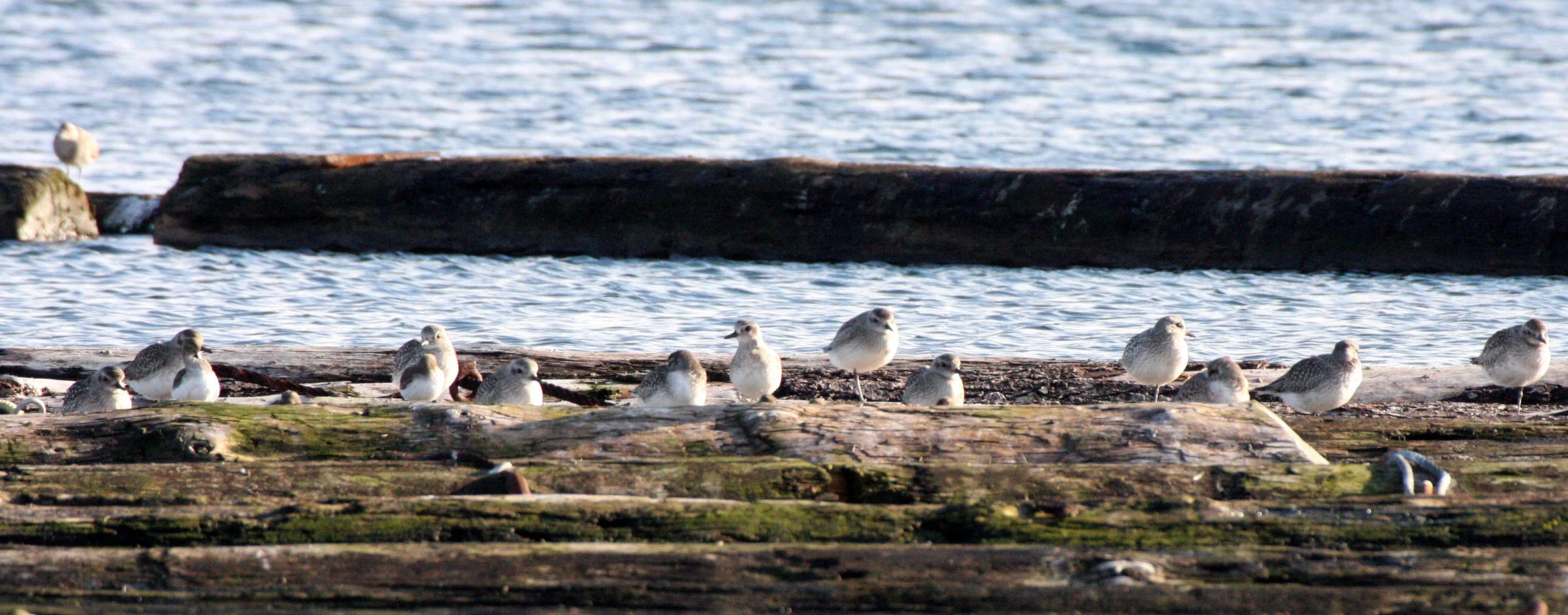 BIRD - PLOVER - BLACK-BELLIED PLOVER - PA HARBOR (7).JPG