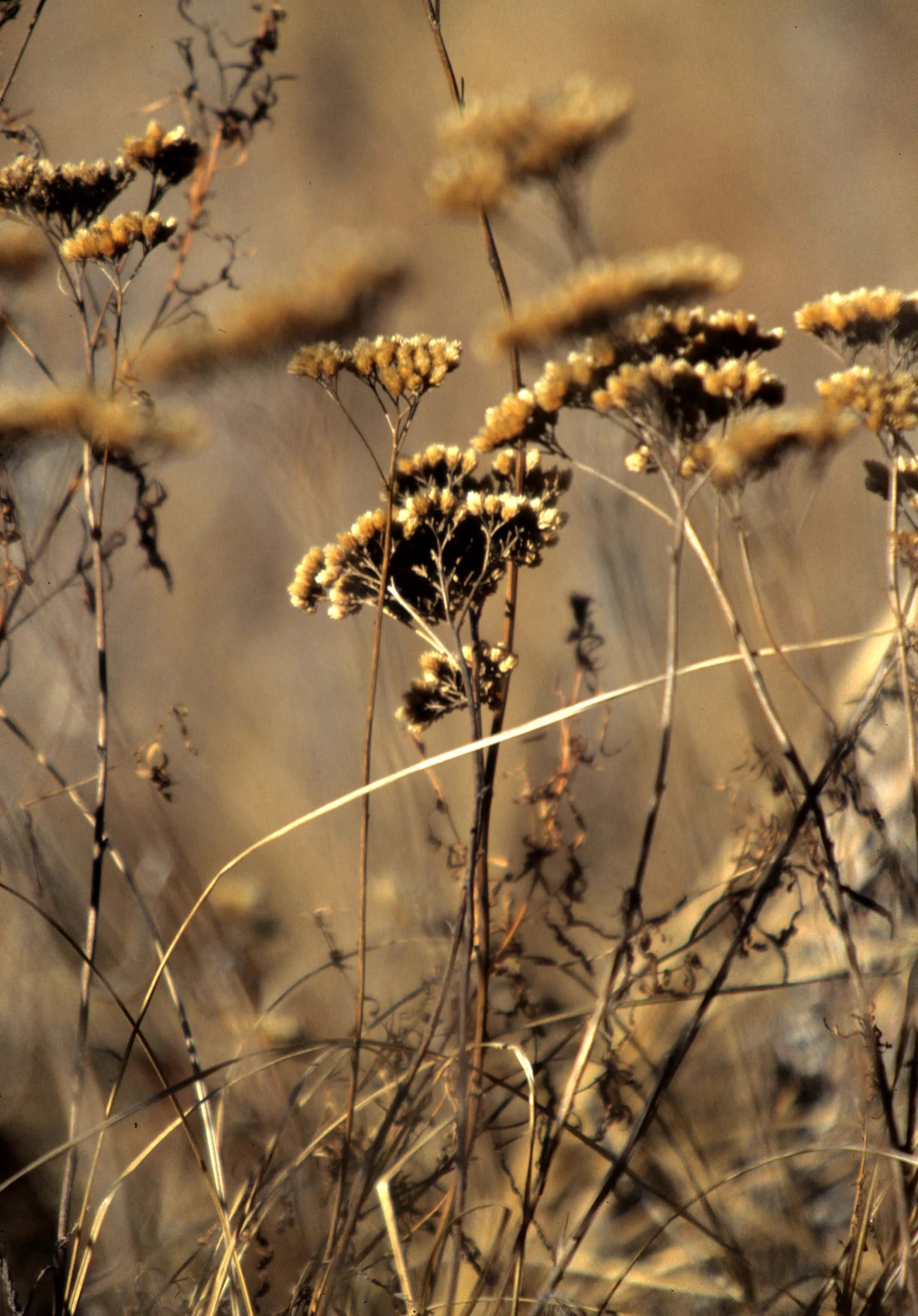 CALIFORNIA - SIERRA - PLANT SPECIES A (4).jpg