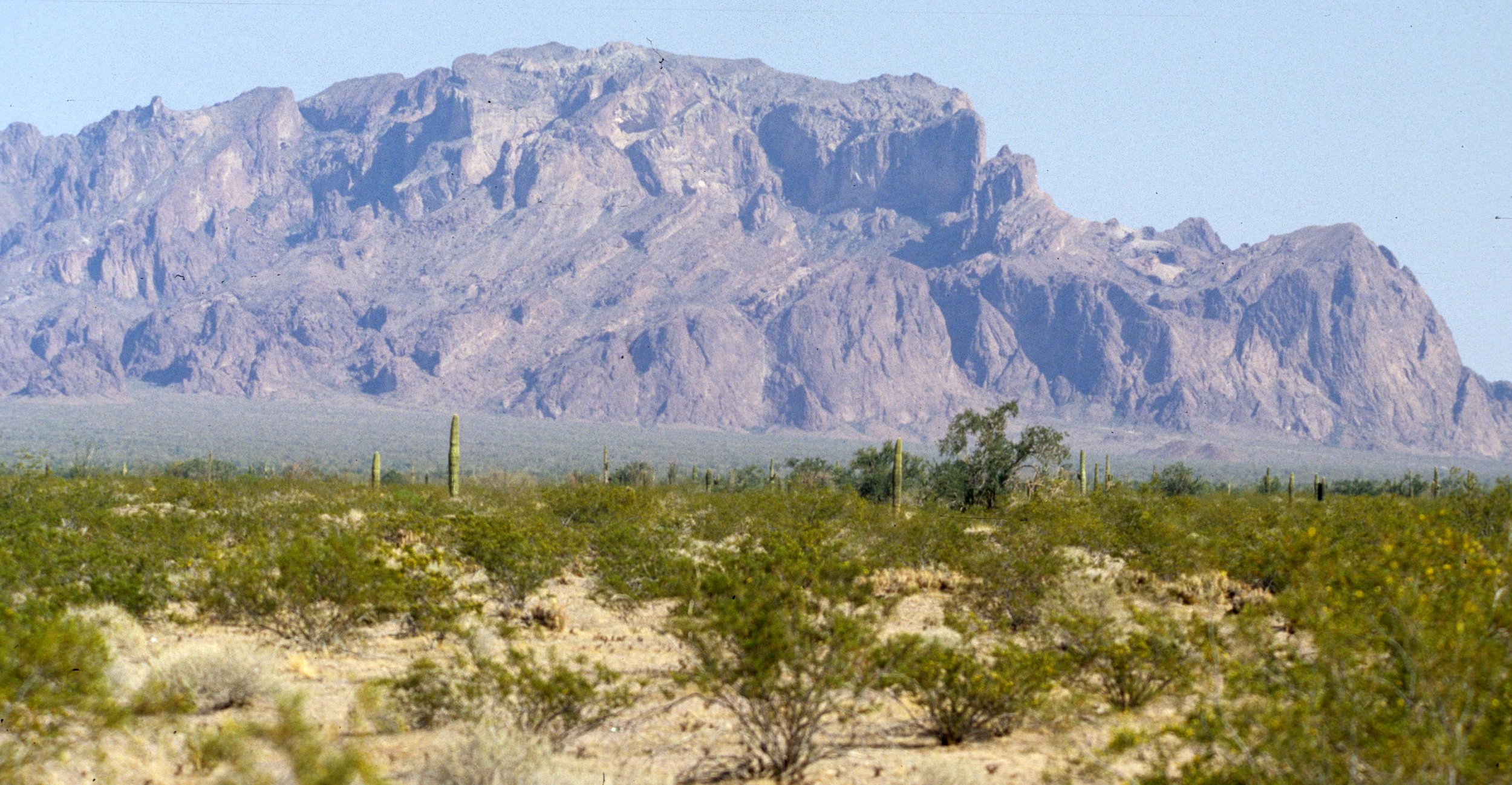 ORGAN PIPE CACTUS NP - DESERT VIEW.jpg