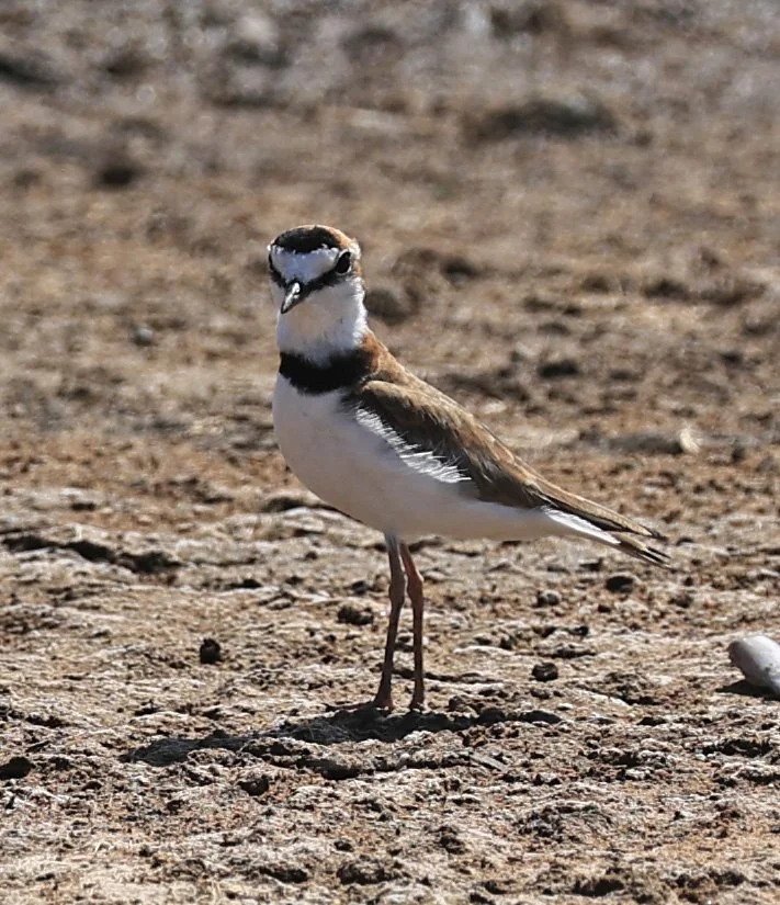 Collared Plover (Anarhynchus collaris) Chaco Lodge & Laguna Salada Paraguay (2).jpg