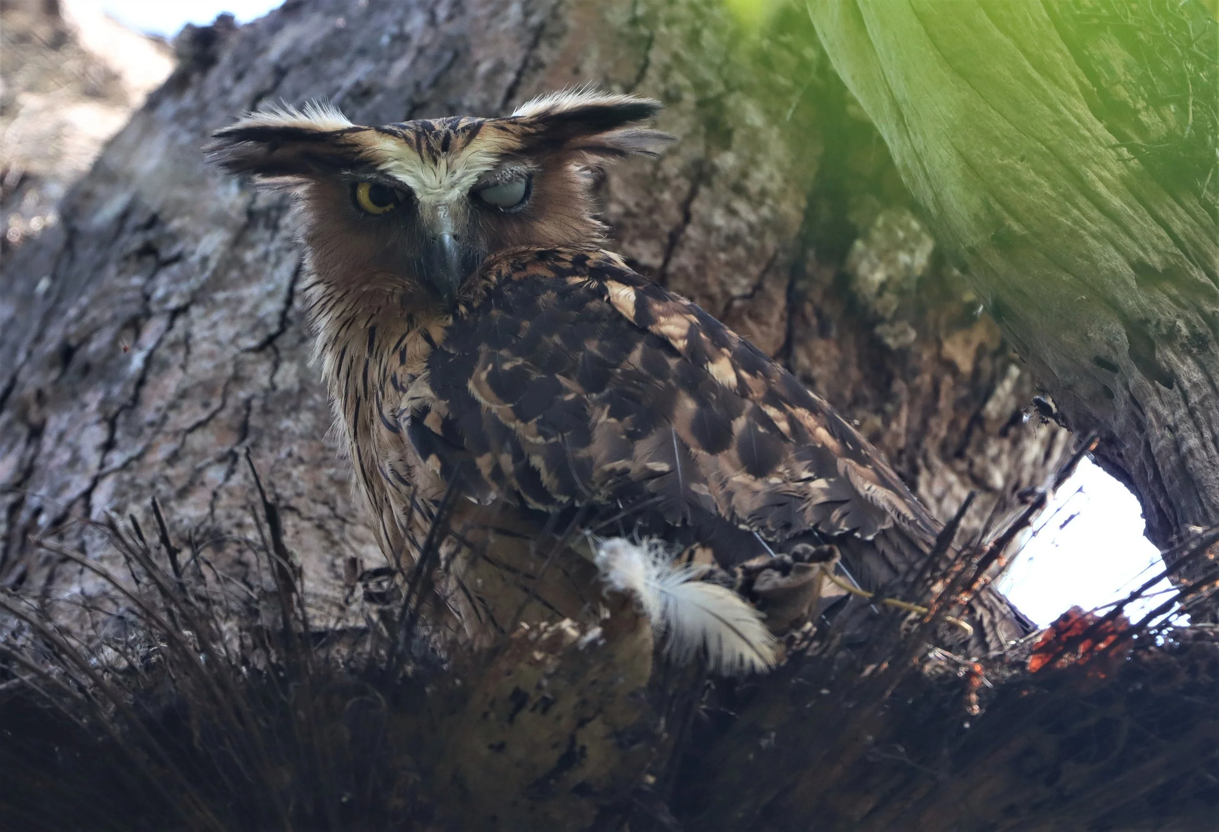 OWL - BUFFY FISH OWL - Ketupa ketupu - KAENG KRACHAN THAILAND (19).jpg