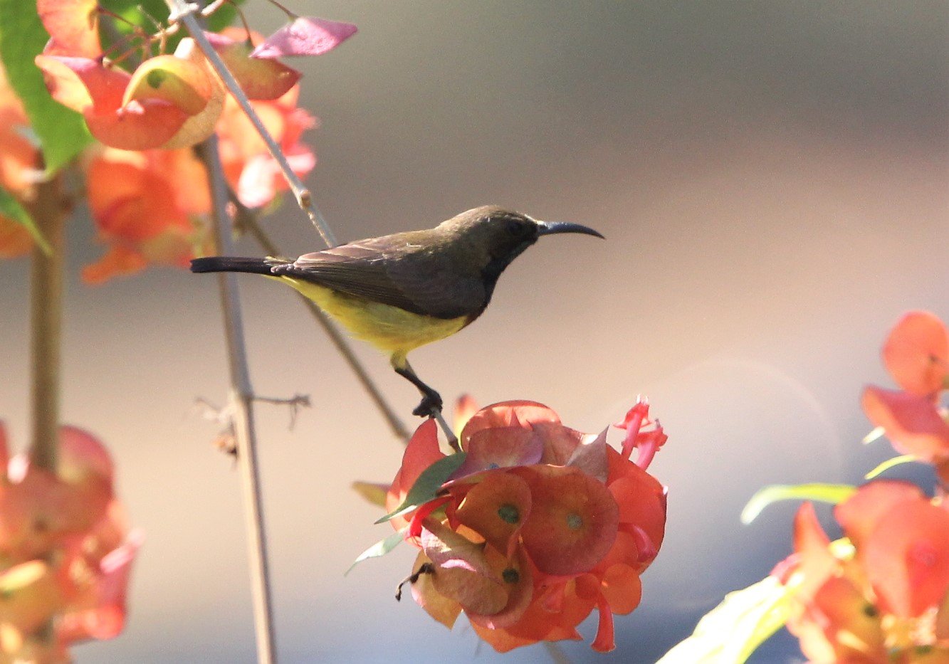 SUNBIRD - OLIVE-BACKED SUNBIRD - Nectarinia jugularis - KAENG KRACHAN NP THAILAND (14).jpg