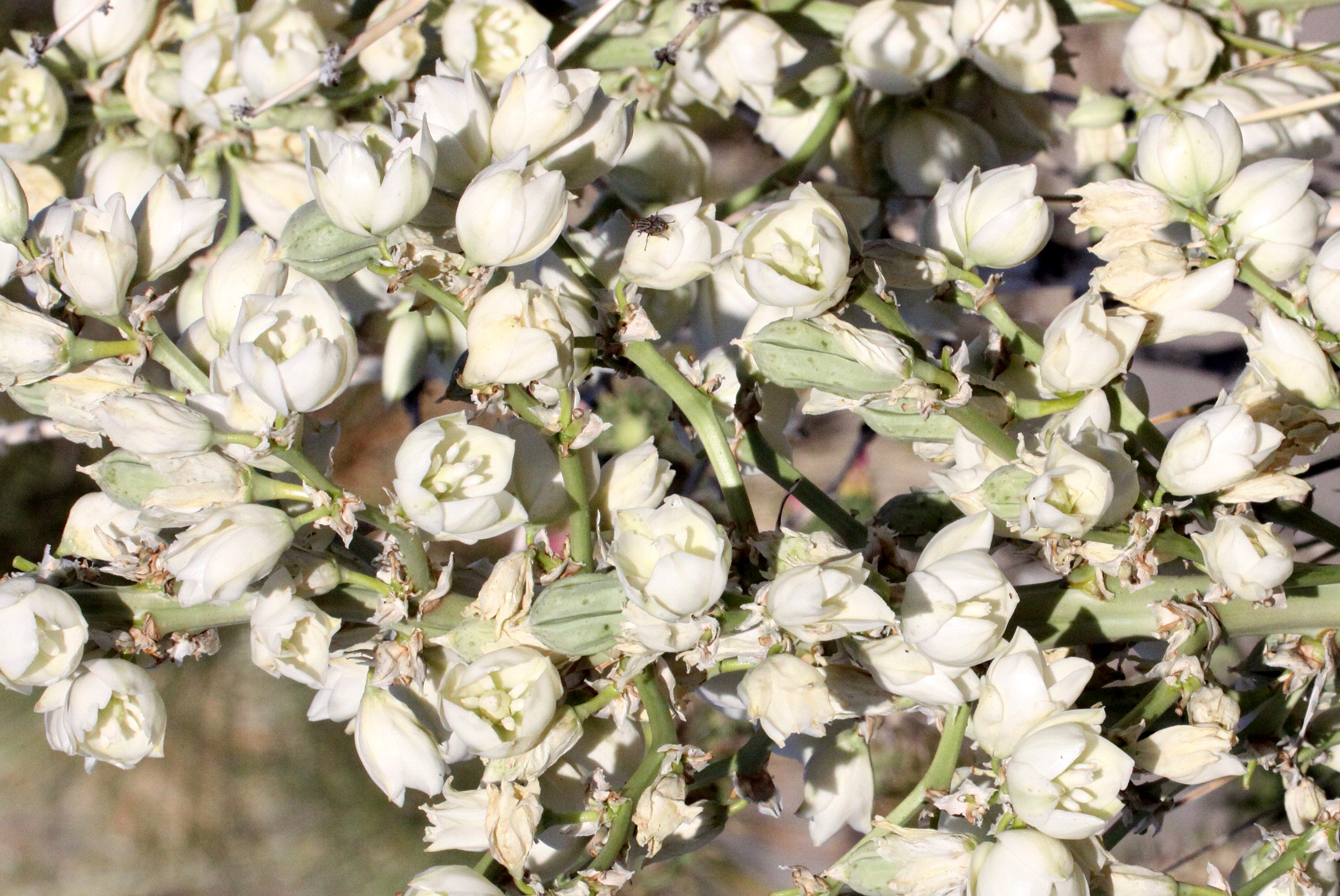 AGAVACEAE - YUCCA ELATA - SOAPTREE YUCCA - FRANKLIN MOUNTAIN STATE PARK TEXAS - TOM MAYS UNIT.JPG