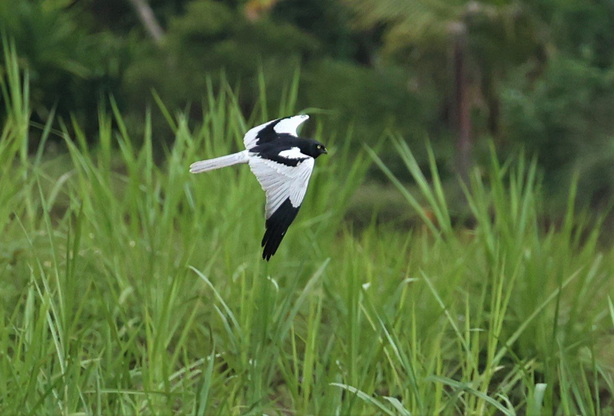 HARRIER - PIED HARRIER - Circus melanoleucos - Wat Phra Phutthabat Pha Ruea Chiang Rai (6).jpg