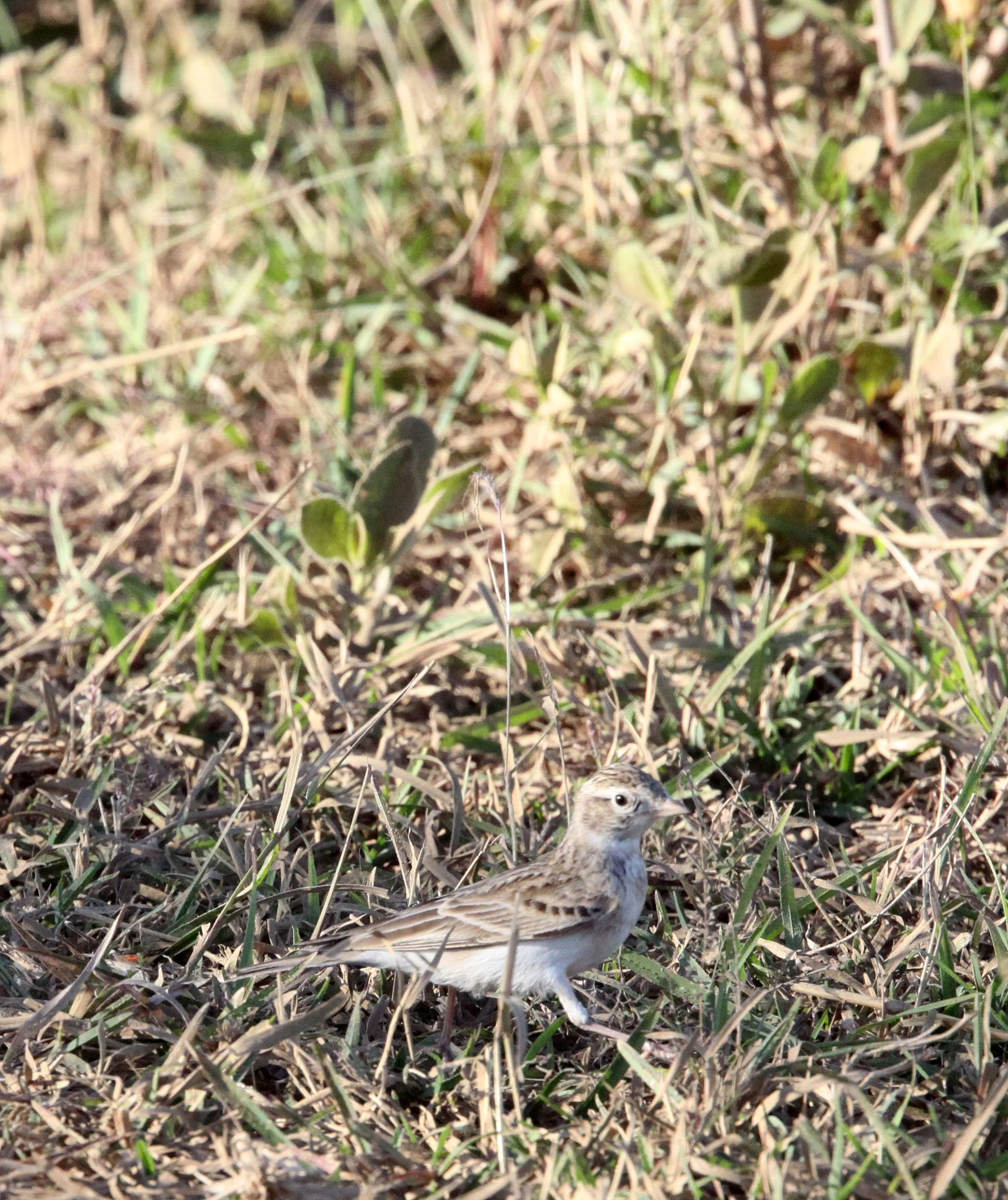 Paddyfield Pipit (Anthus rufulus) GIR FOREST GUJARAT INDIA (5).JPG