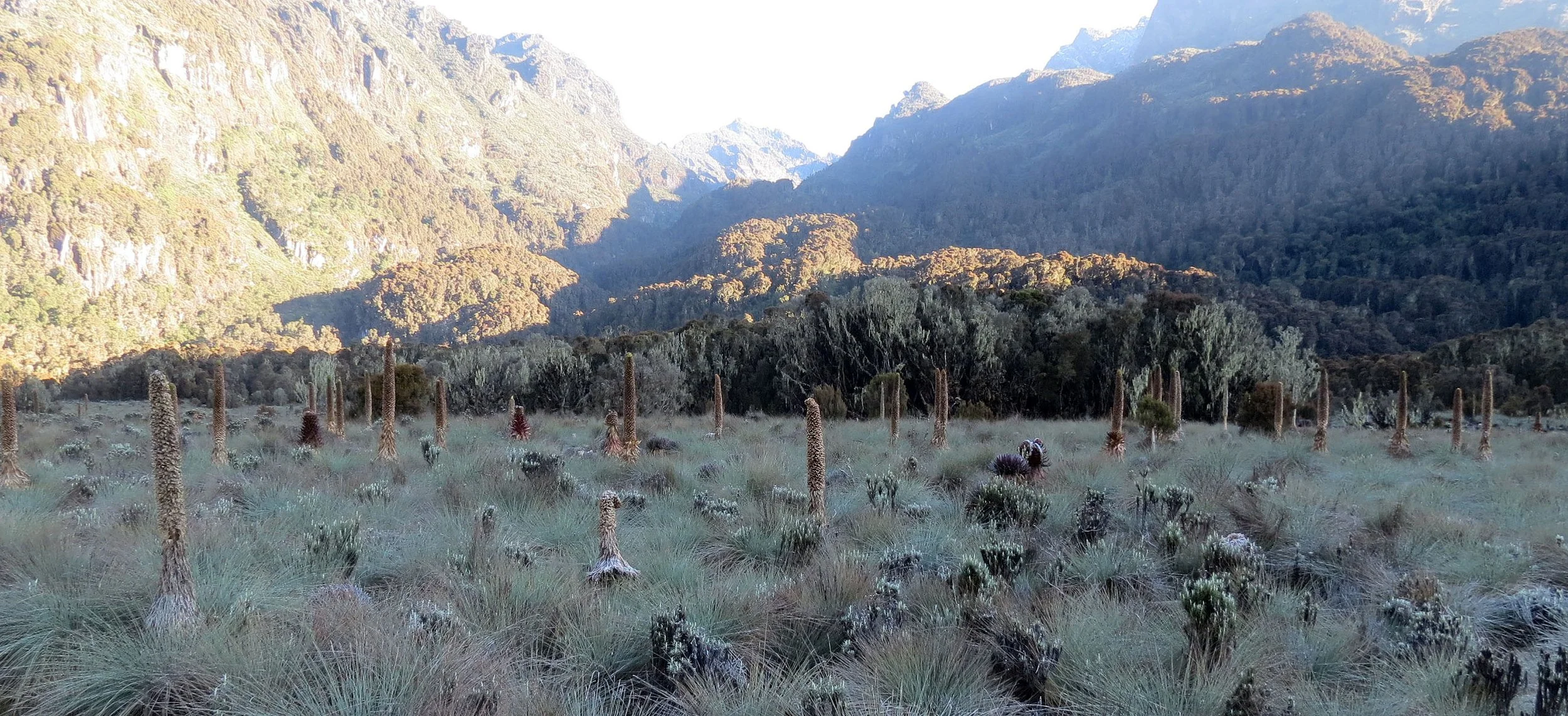 RWENZORI NATIONAL PARK UGANDA (252).JPG