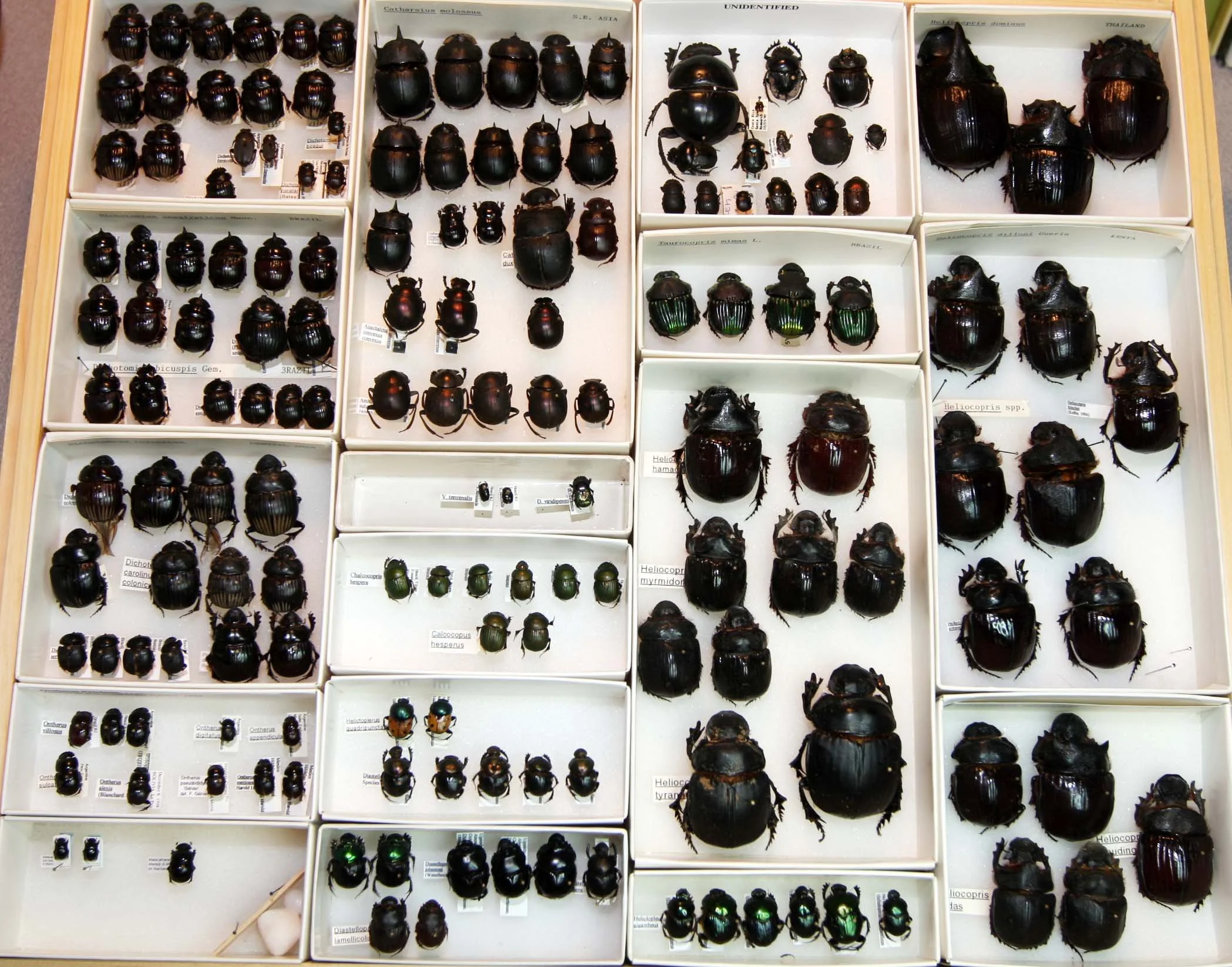 1 Scarabaeinae - Heliocopris and misc.JPG