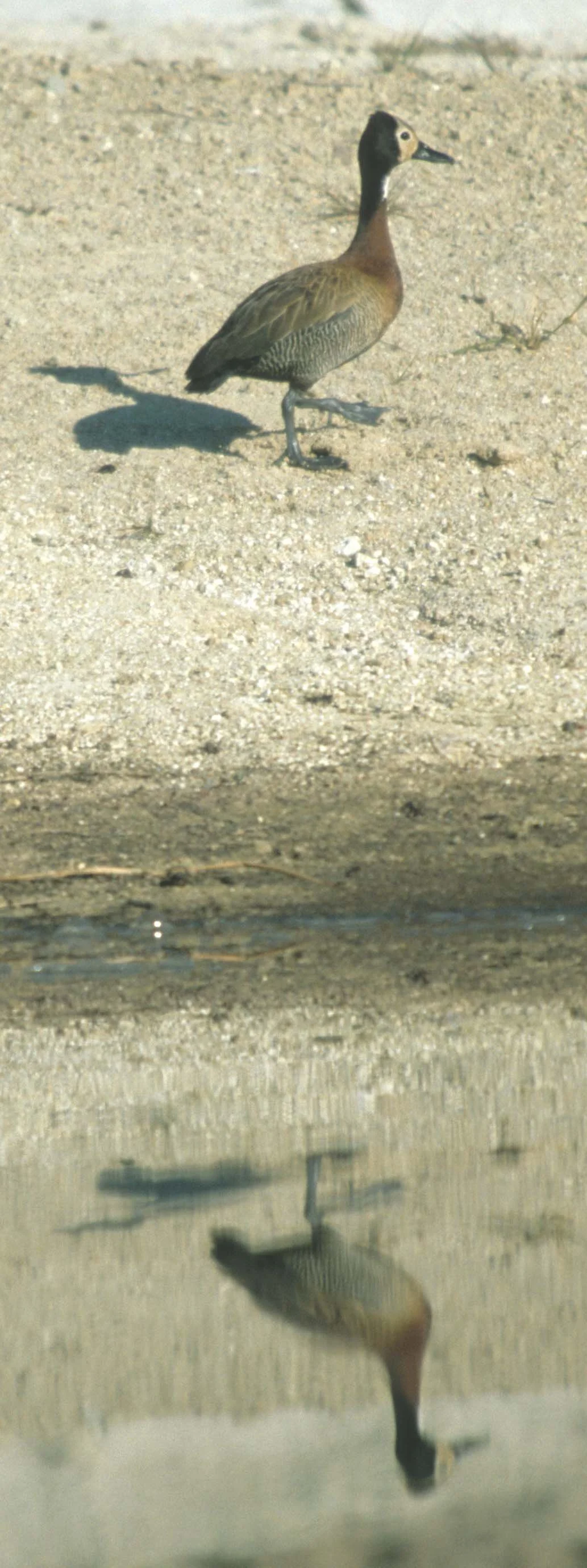 BIRDS - WHITEFACED DUCK - KRUGER.jpg
