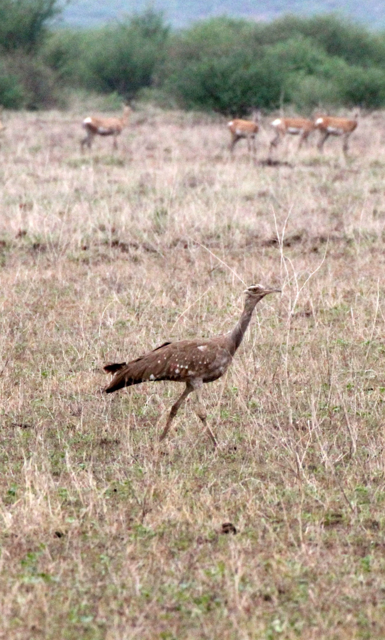 Arabian bustard (Ardeotis arabs) Ali Dege Plains, Ethiopia (35).JPG