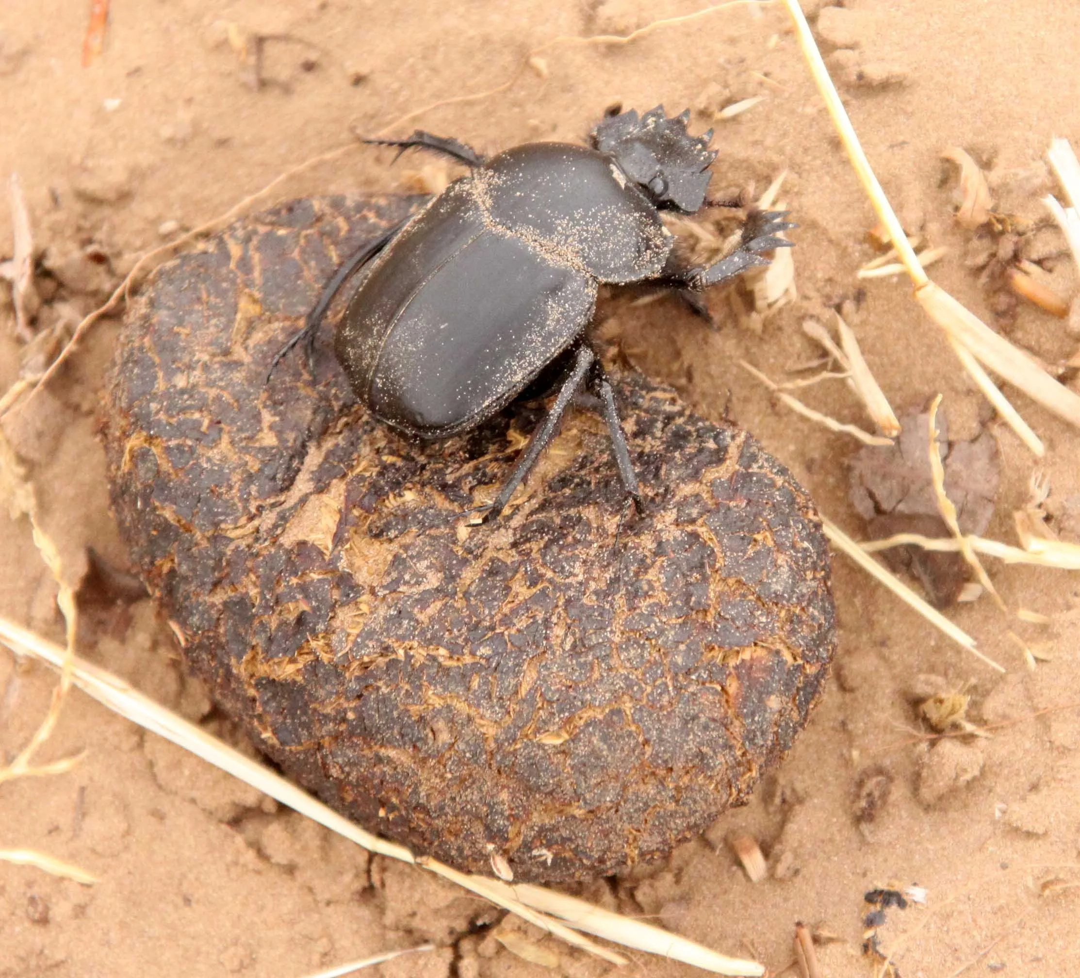 Scarabaeus sacer - Kulun Qi, Inner Mongolia China 