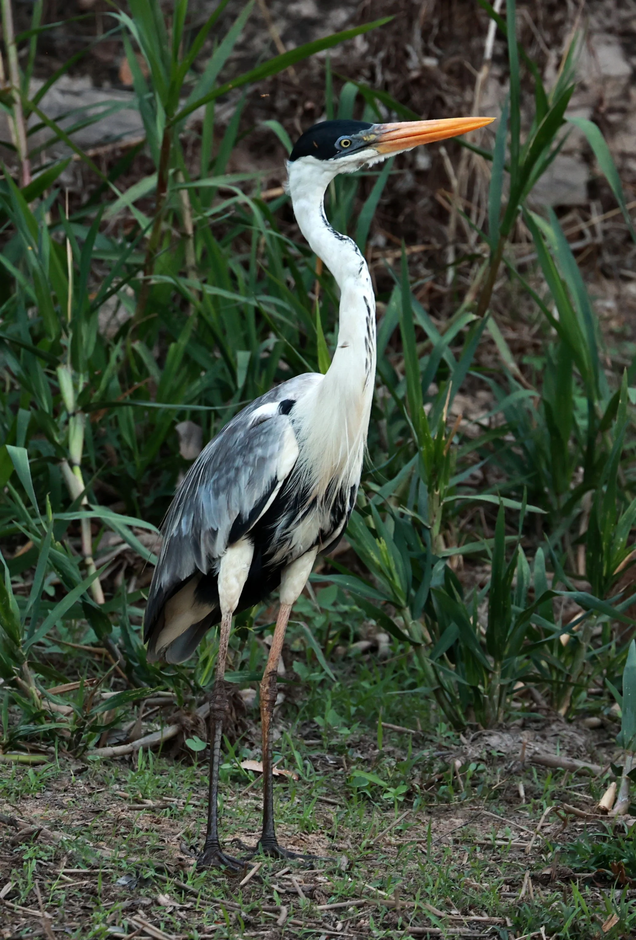 Heron - Cocoi Heron - Ardea cocoi - Pantanal, Encontro das Águas State Park, Porto Jofre, Cuiaba River, (3).jpg