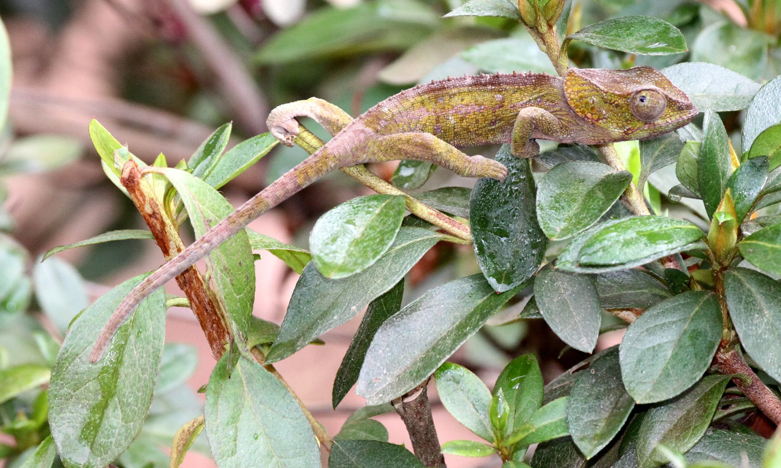 Calumma malthe - GREEN-EARED CHAMELEON - MANTADIA NATIONAL PARK MADAGASCAR (23).JPG