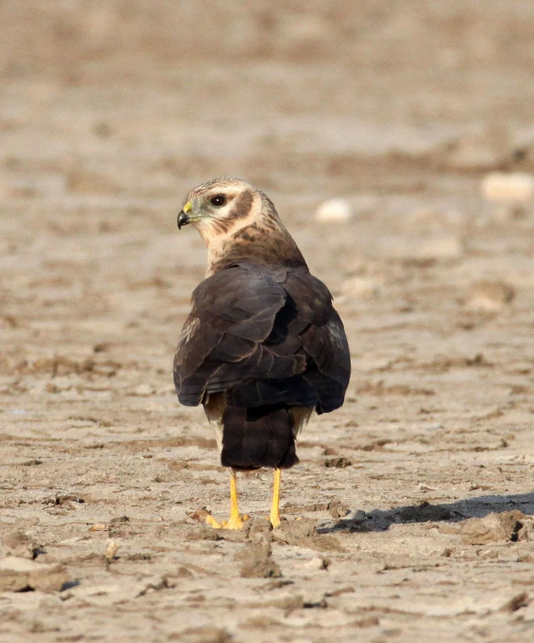 Circus macrourus - PALLID HARRIER - LITTLE RANN OF KUTCH GUJARAT INDIA (22).JPG