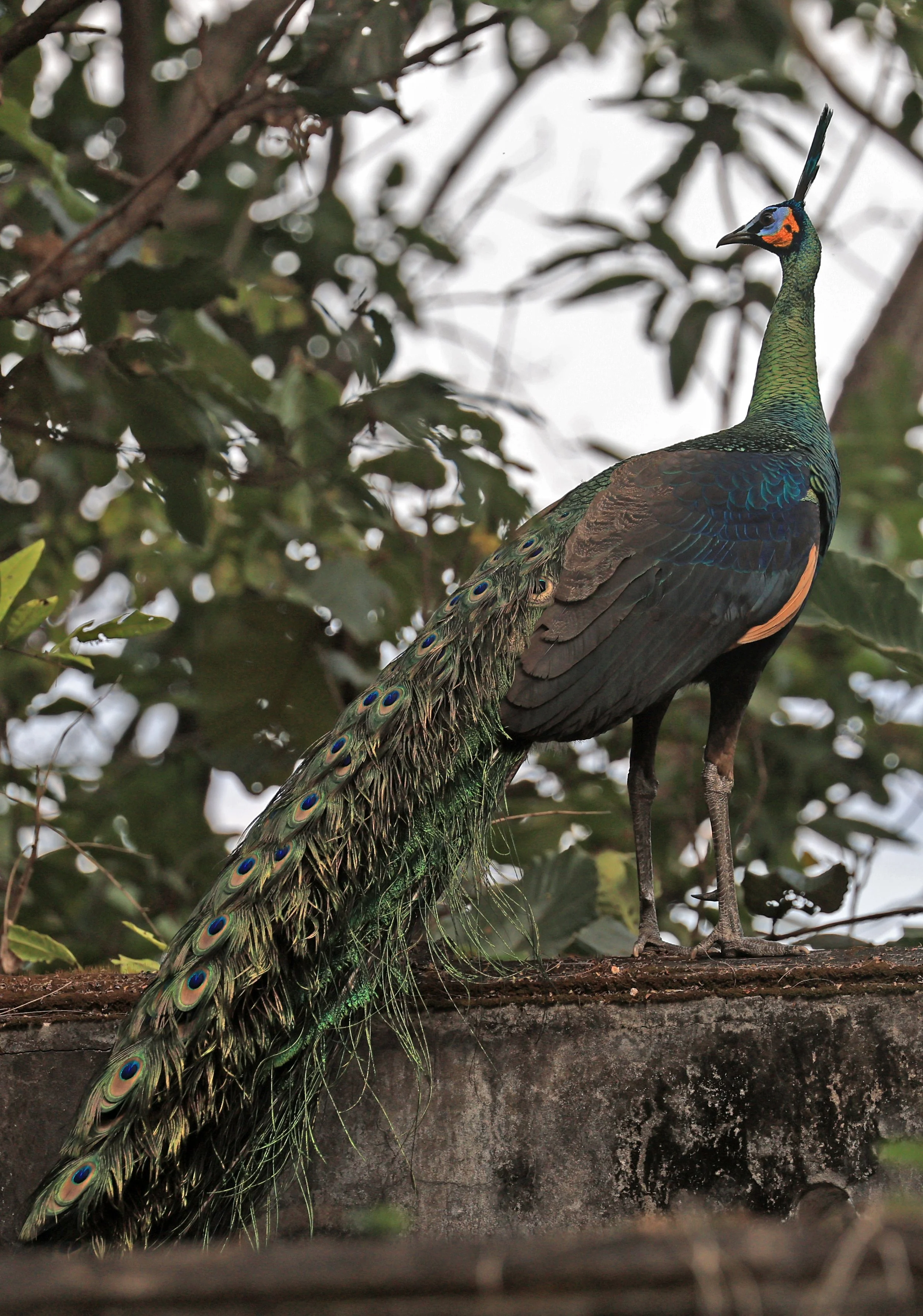 Green Peafowl (Pavo muticus) Doi Butsarakham Phayao Province (28).jpg