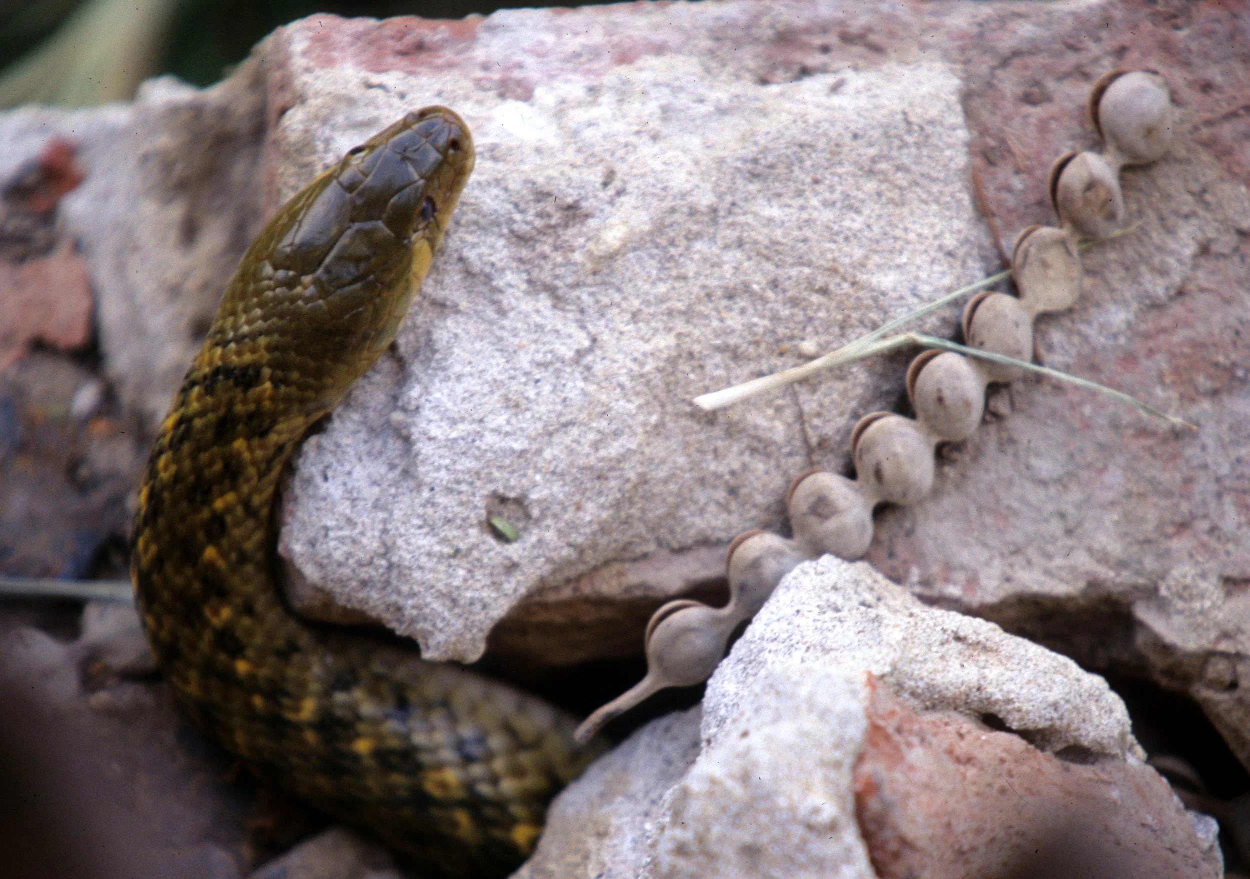 REPTILE - SNAKE - SPECIES A - KALEODEO NP INDIA.jpg