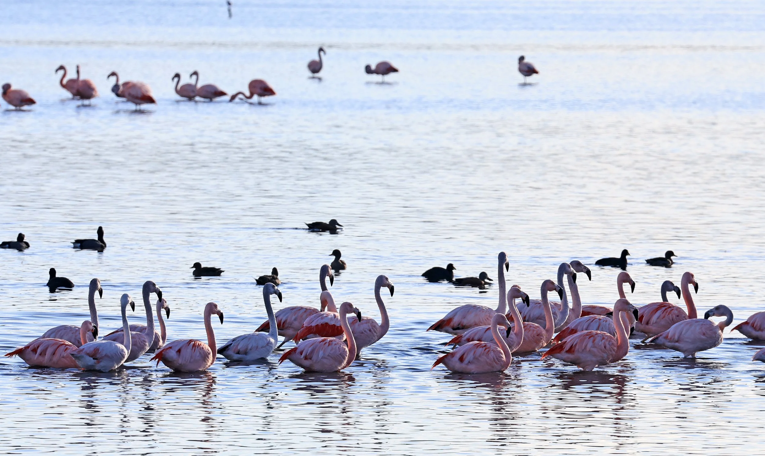 Chilean Flamingo (Phoenicopterus chilensis) Lagunas del Ornitólogo, Trelew Argentina (24).jpg