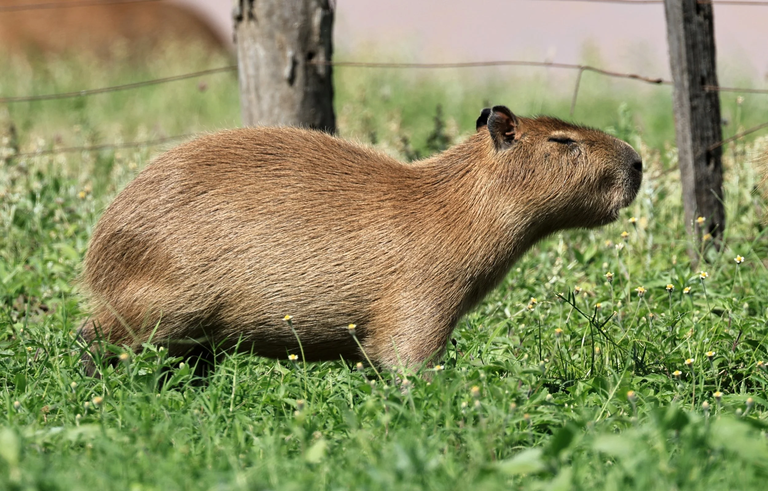 Capybara (Hydrochoerus hydrochaeris) Loma Plata Paraguay - Brunnen Strasse (53).jpg
