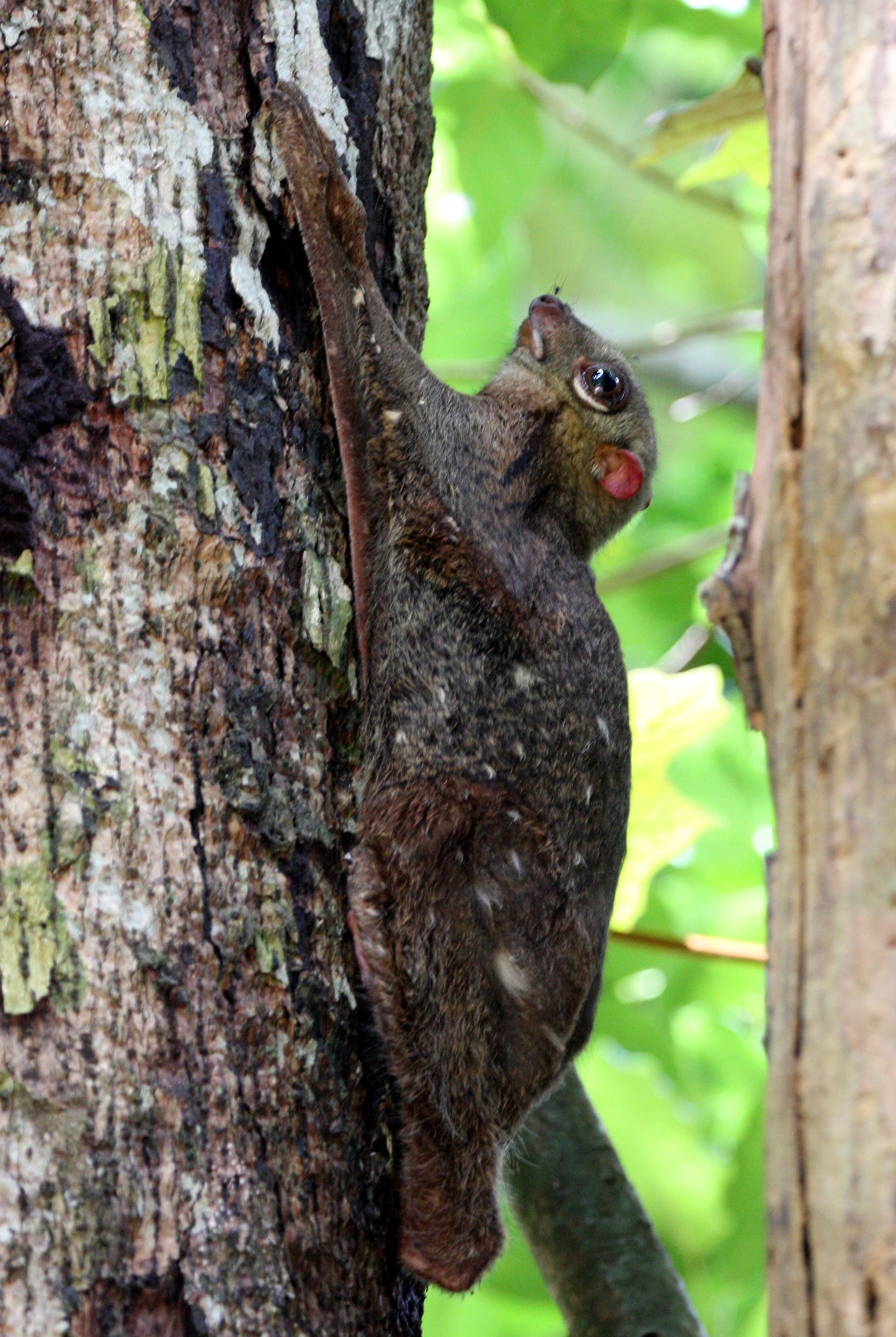 COLUGO - SUNDA COLUGO - Galeopterus variegatus - LANTA ISLAND THAILAND. KOH LANTA NATIONAL PARK, THE OTHERSIDE VILLAS (24).JPG