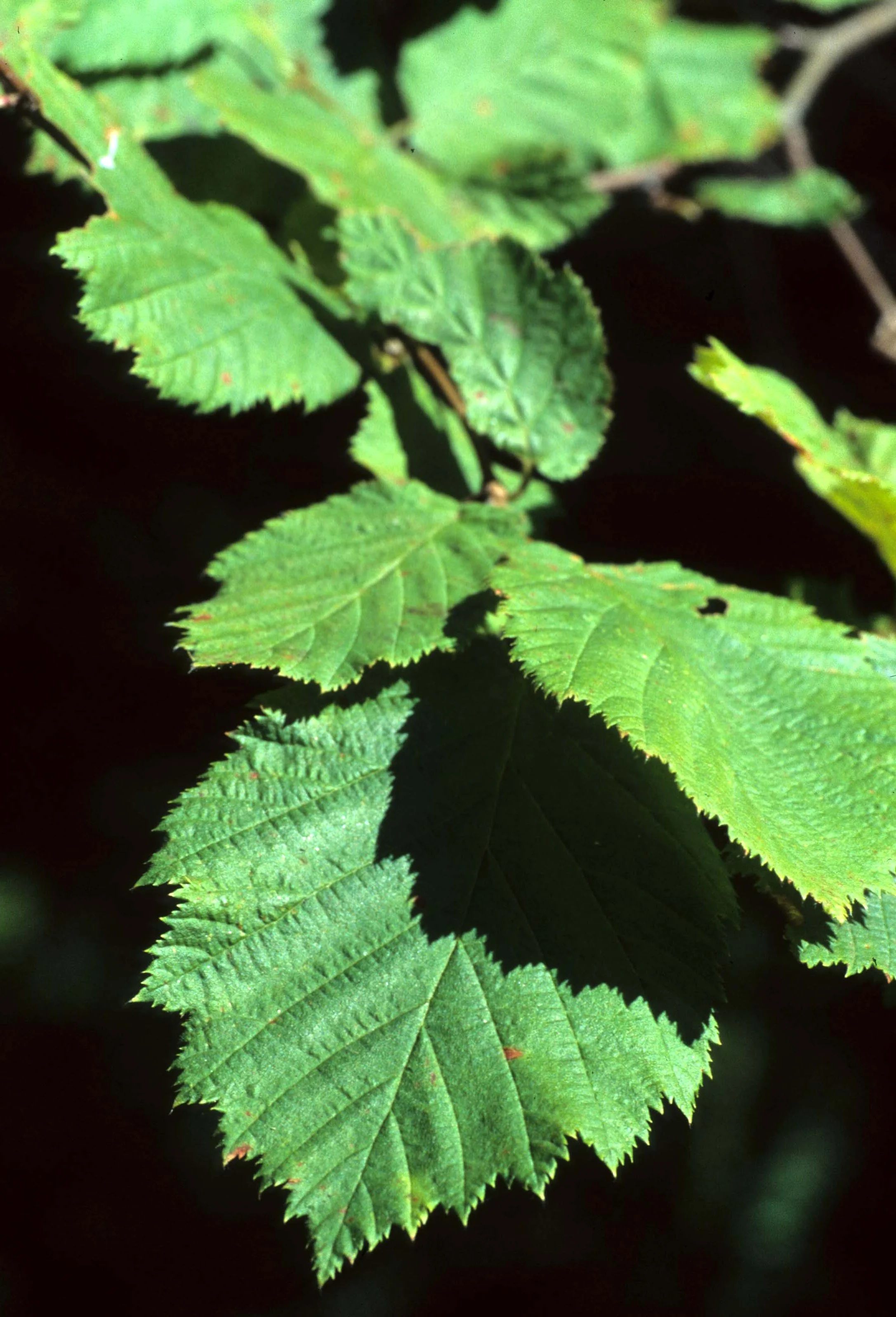 CALIFORNIA - REDWOODS NP - HAZELNUT SPECIES.jpg