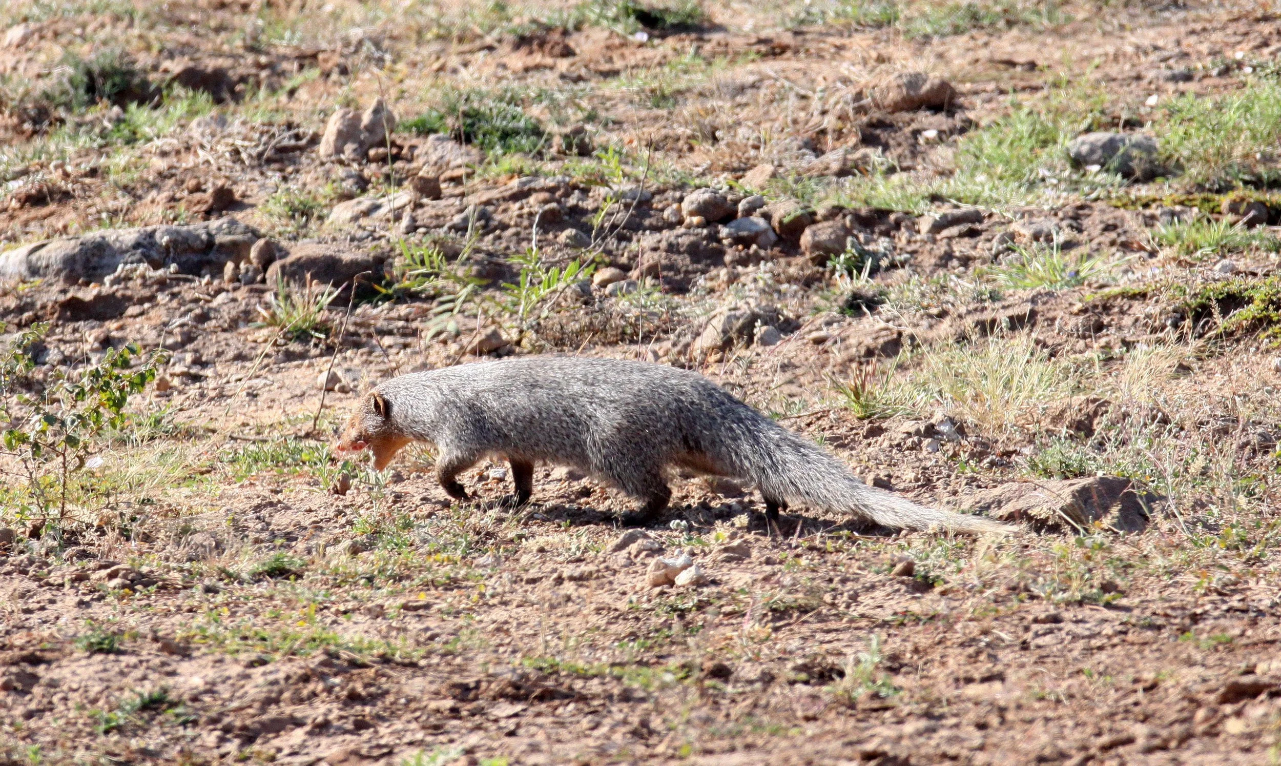 Herpestes Edwardsi Indian Grey Mongoose Coke Smith Wildlife