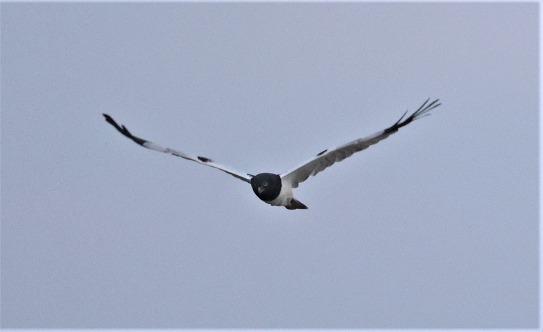 HARRIER - PIED HARRIER - Circus melanoleucos - YONOK CHIANG SAEN CHIANG RAI - ROOST (36).JPG