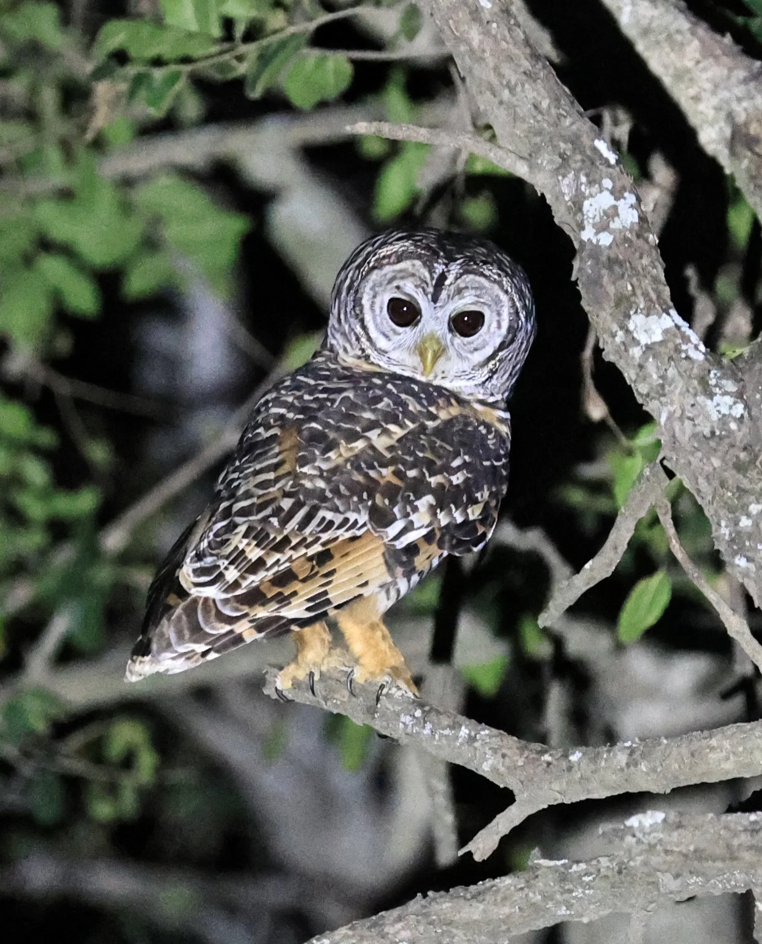 Chaco Owl (Strix chacoensis) Estancia Campo'í Paraguay (74).jpg
