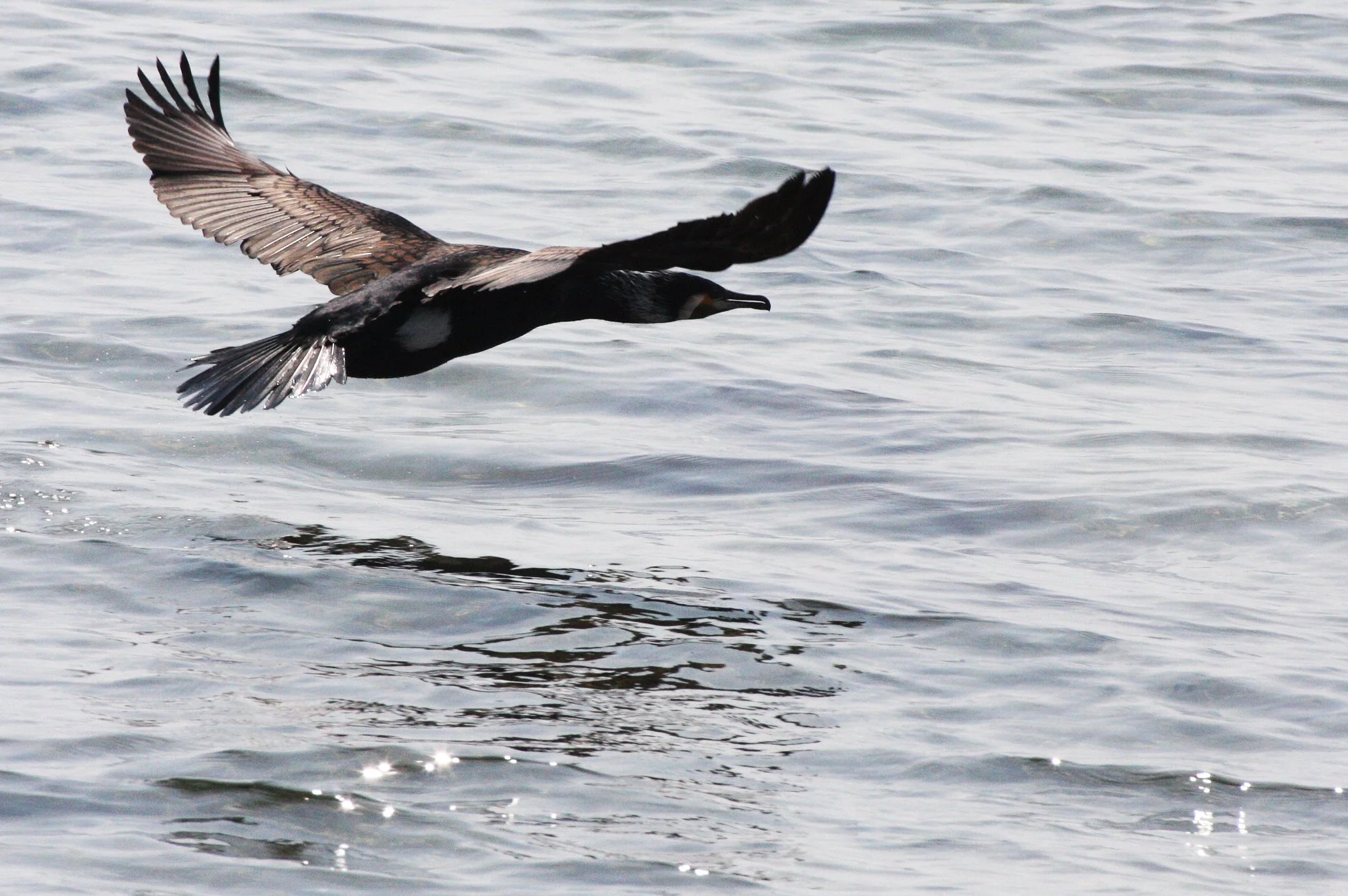 Phalacrocorax carbo - Great Cormorant - Mutsu Harbor, Japan (15).JPG