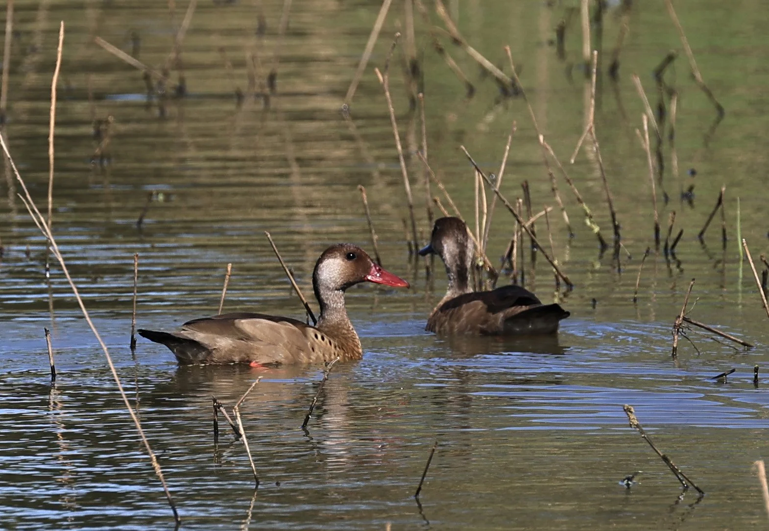Brazilian Teal (Amazonetta brasiliensis) Agua Dulce Paraguay (8).jpg